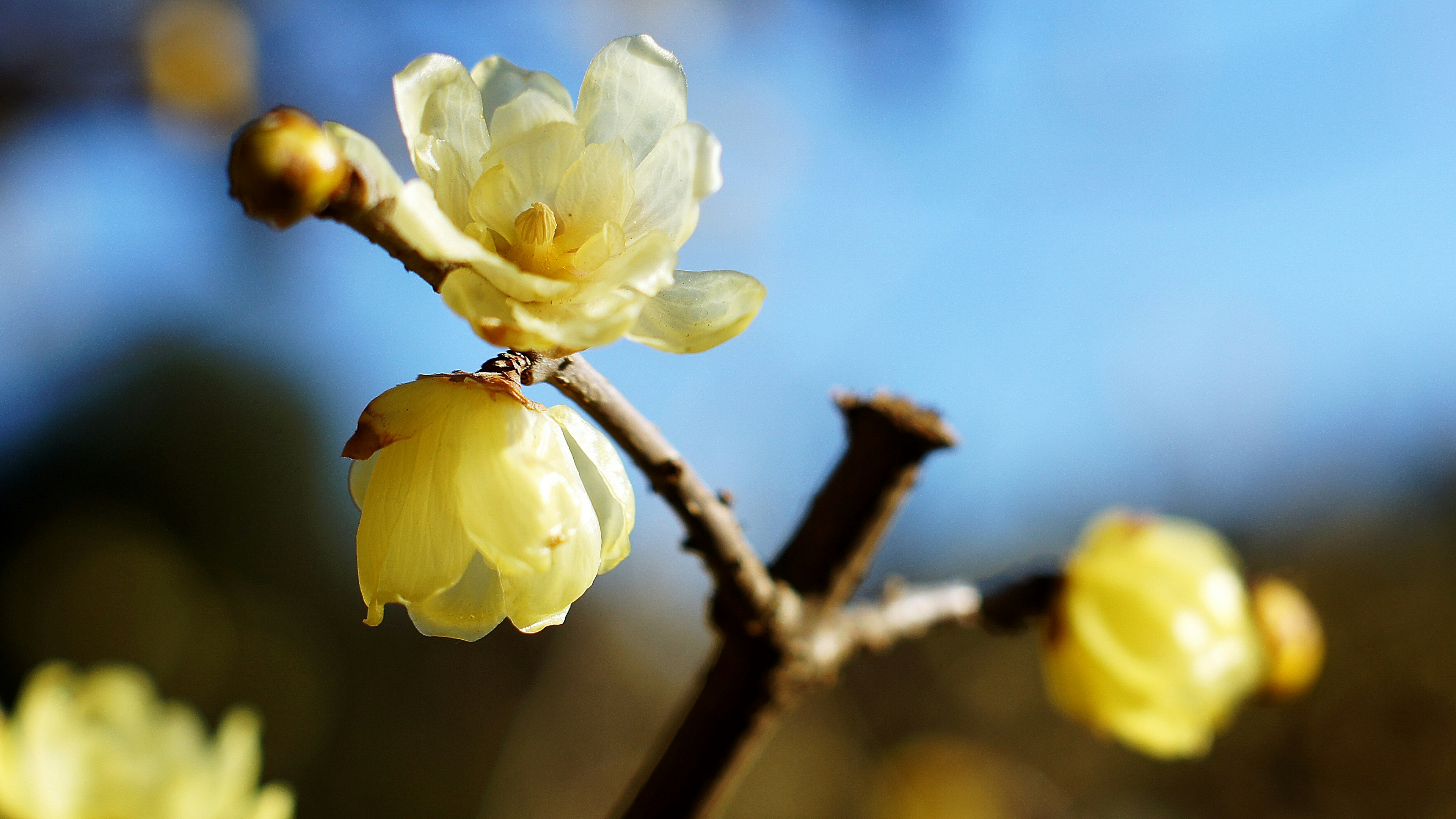 Yellow wintersweet flowers blooming under a blue sky