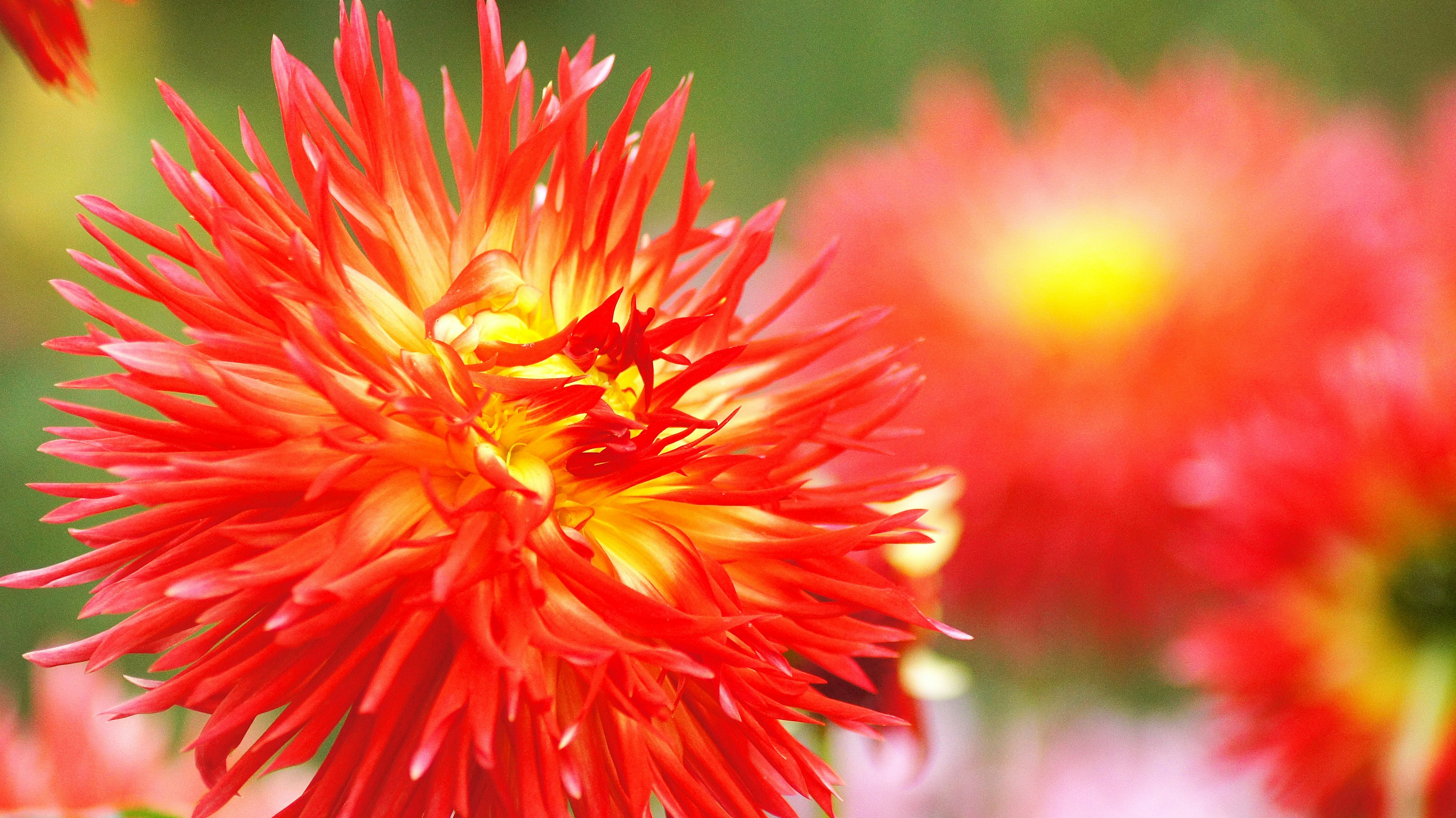 Close-up bunga merah dan kuning yang cerah dengan kelopak berduri