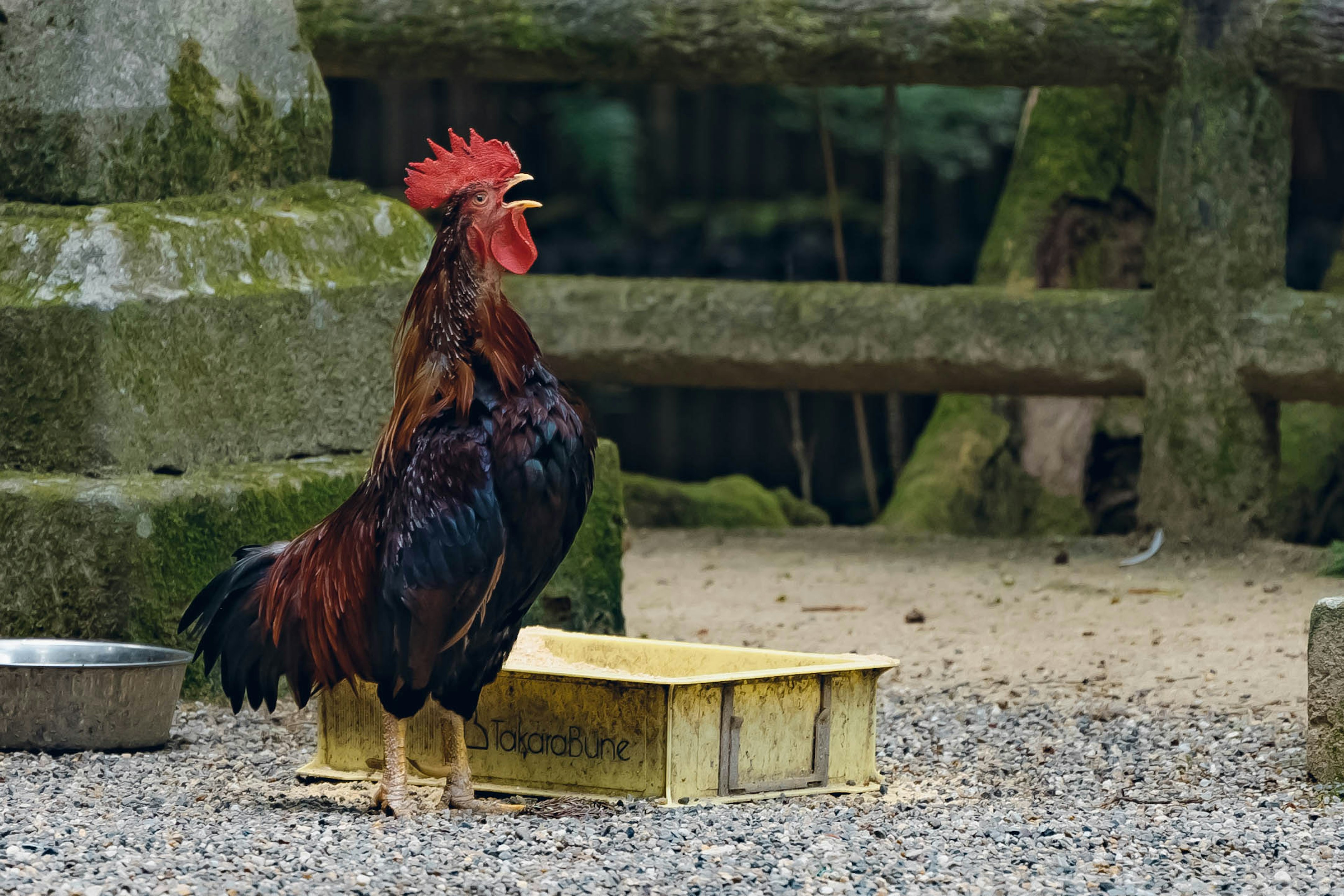 A rooster with a large red comb standing on a wooden box