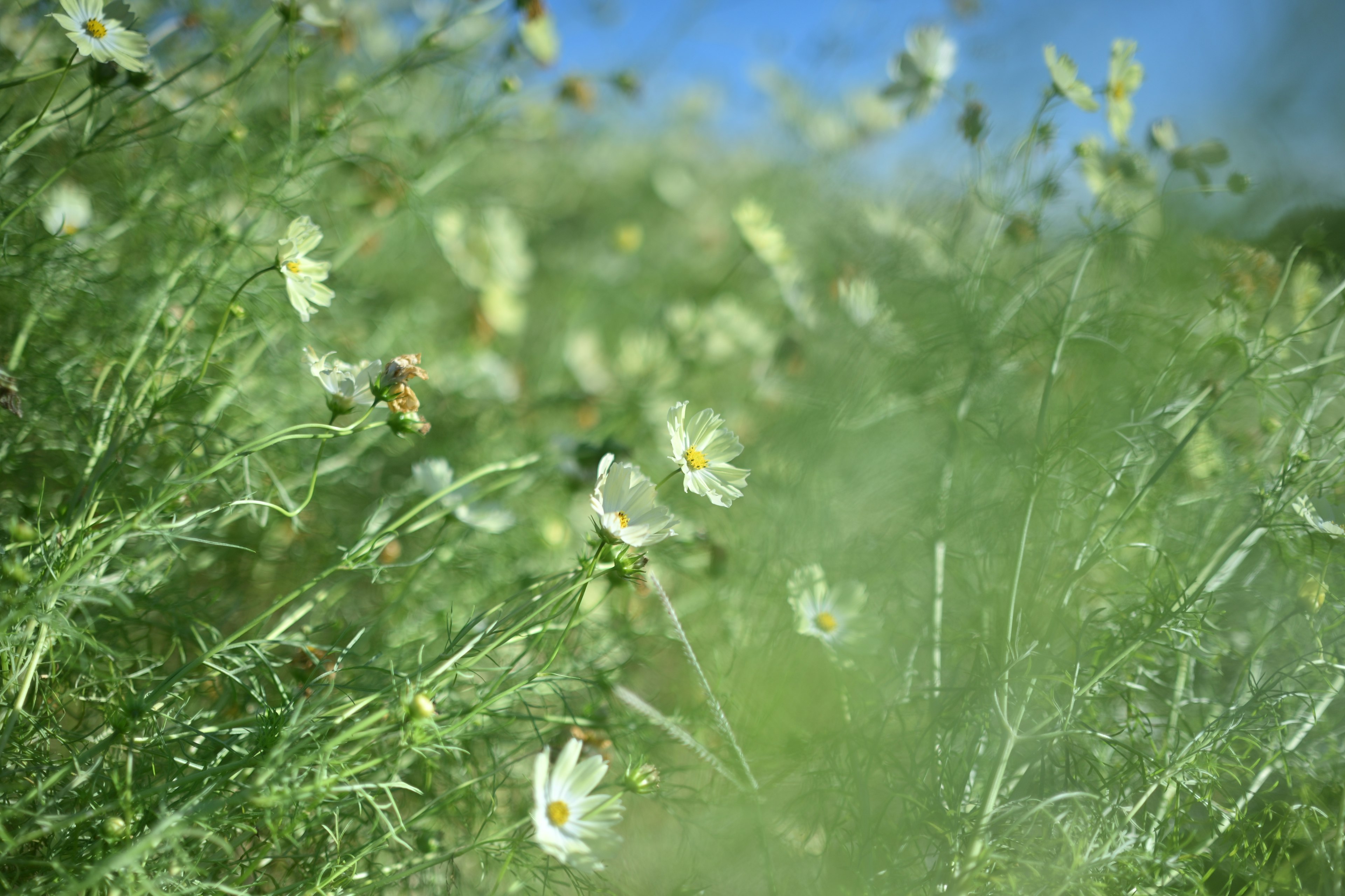 Weiße Blumen blühen auf einem grünen Feld unter einem blauen Himmel