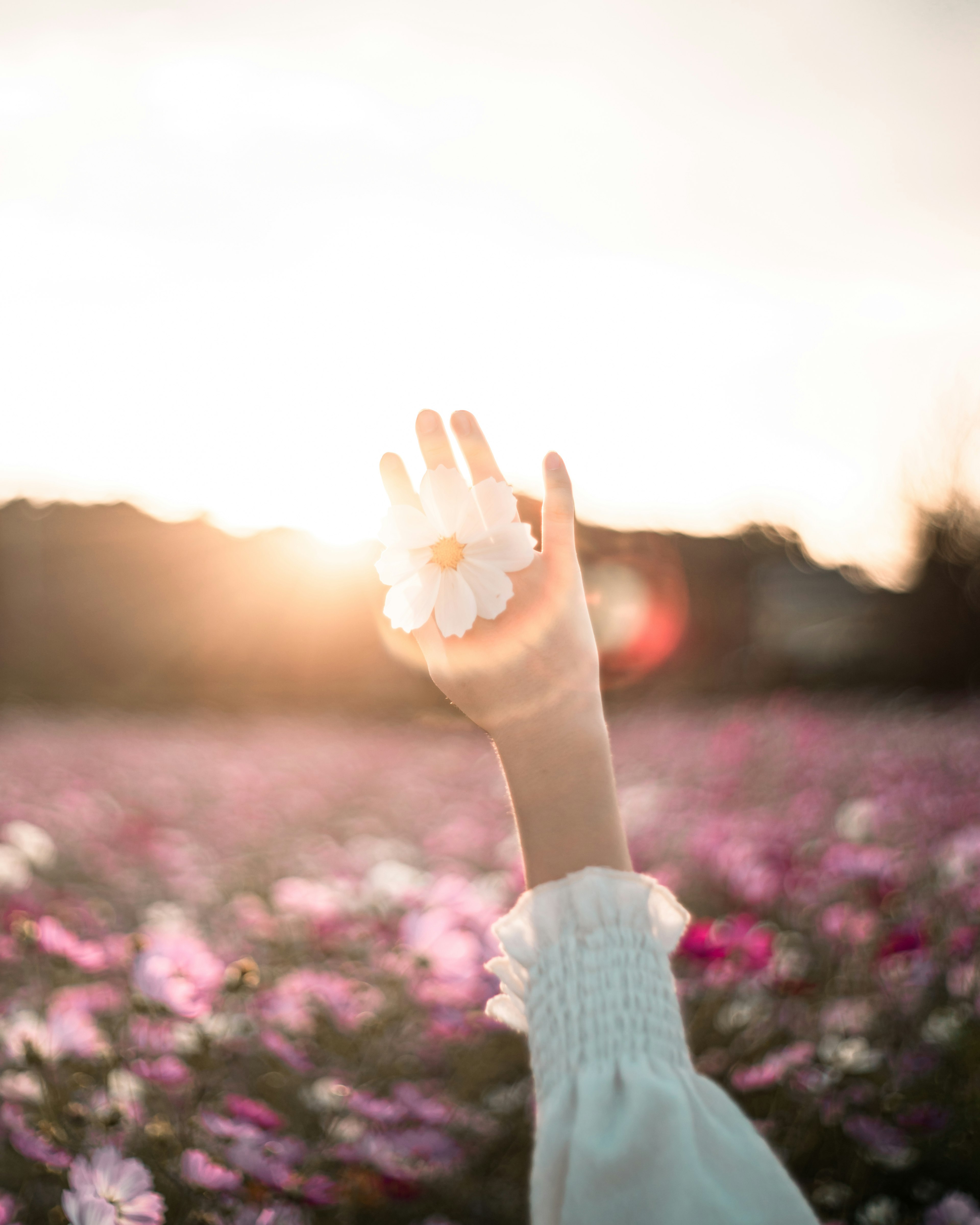 手を挙げて花を持つ女性のシルエットと夕日が輝く花畑