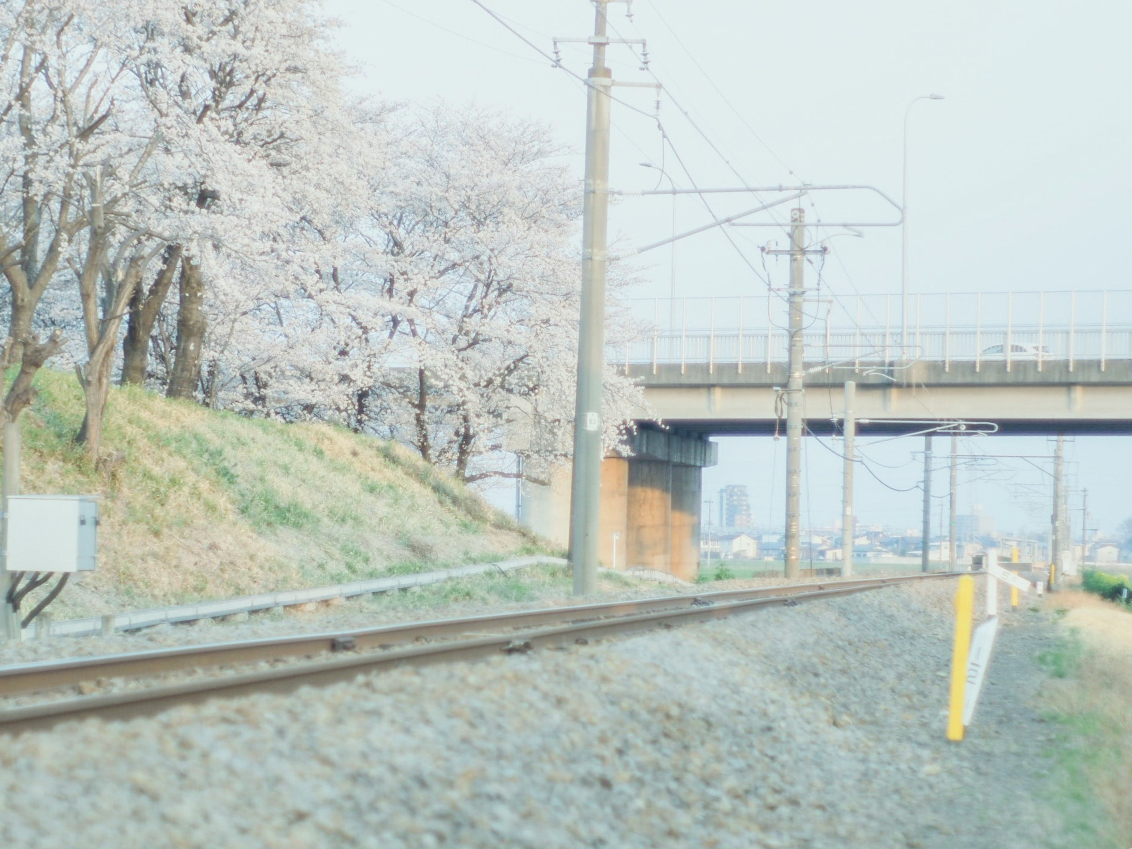 Scène ferroviaire avec des cerisiers en fleurs et un pont élevé