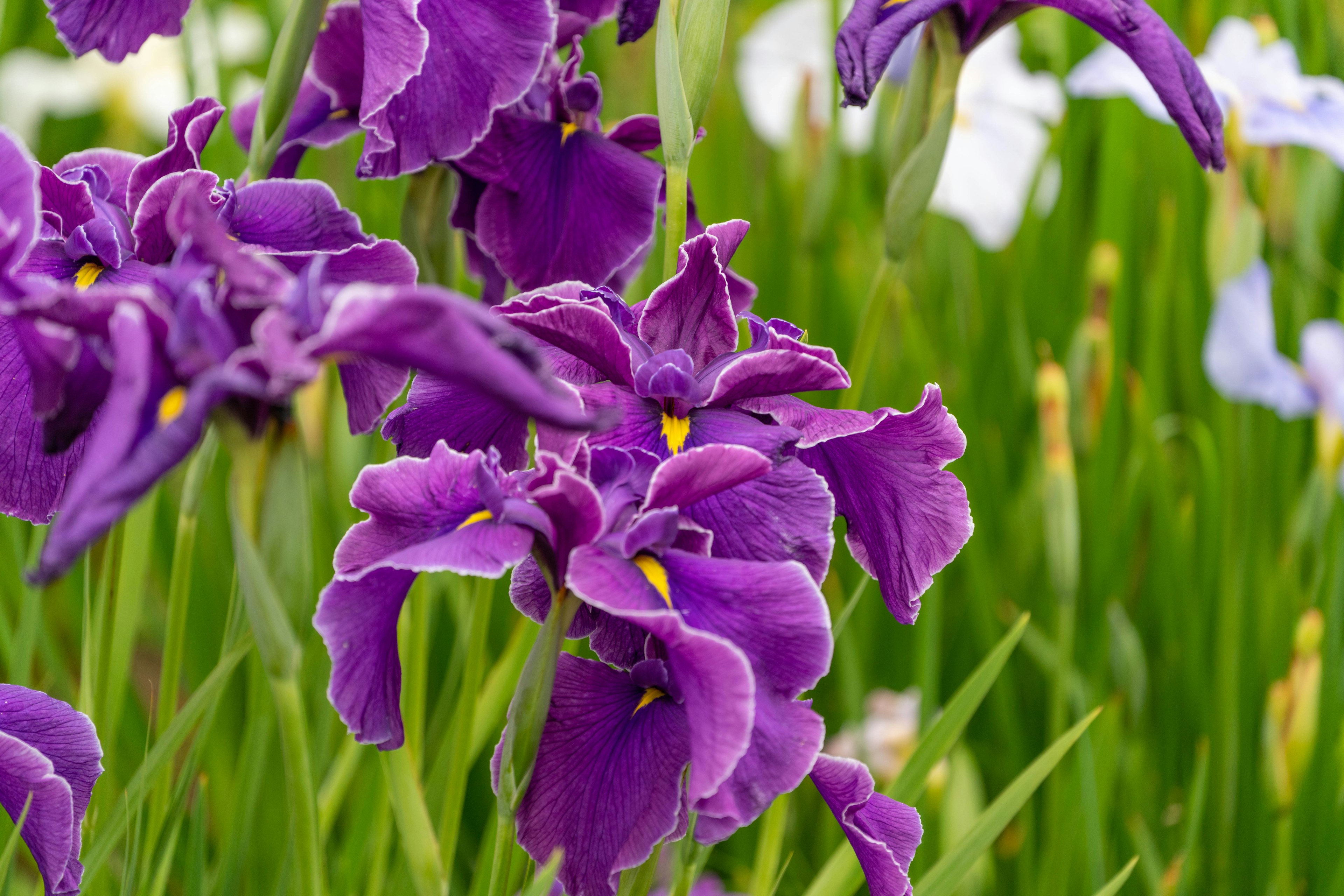 Fiori viola in fiore con foglie verdi e fiori bianchi sullo sfondo