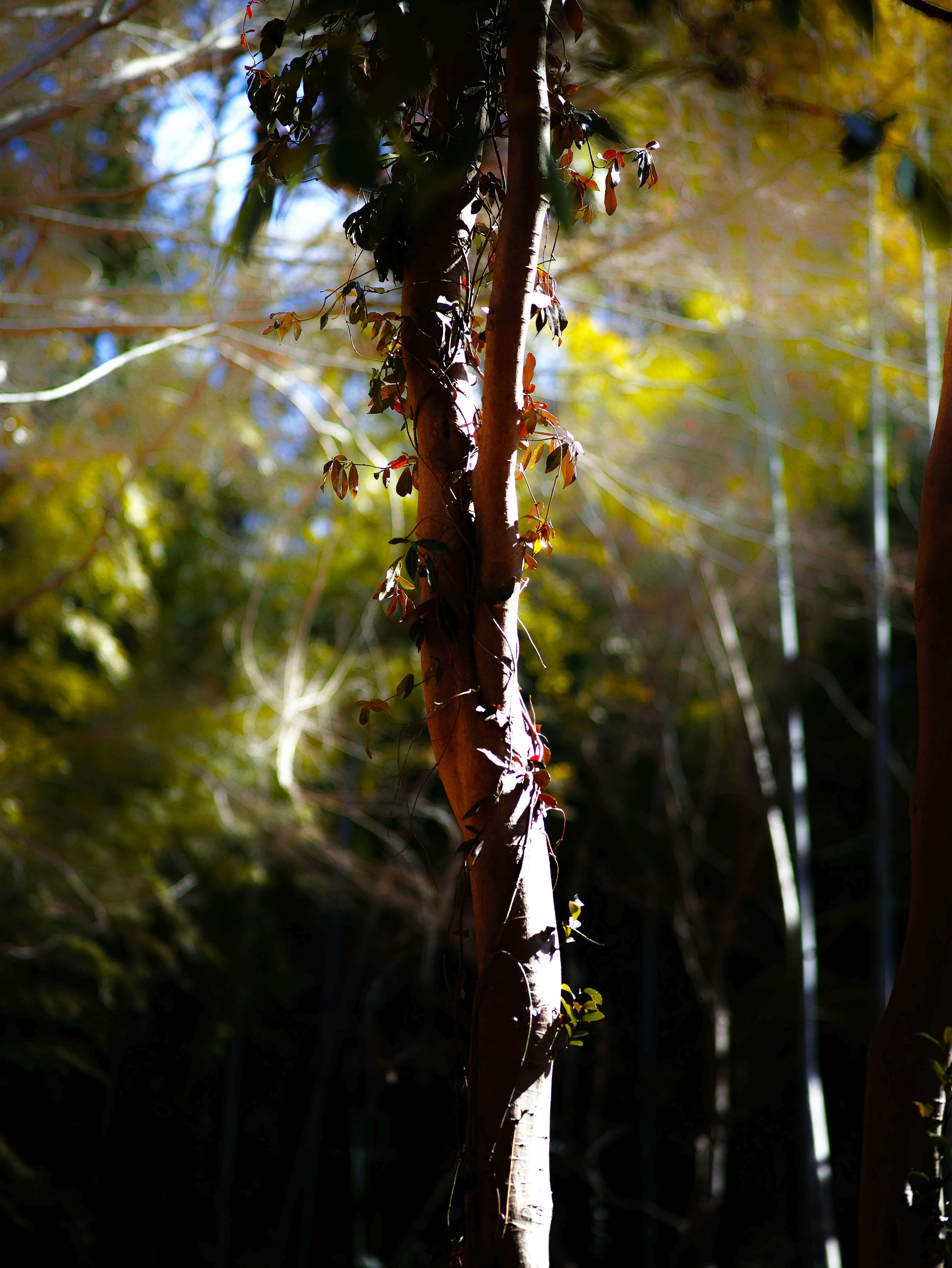 Tronco d'albero con foglie verdi e sfondo luminoso