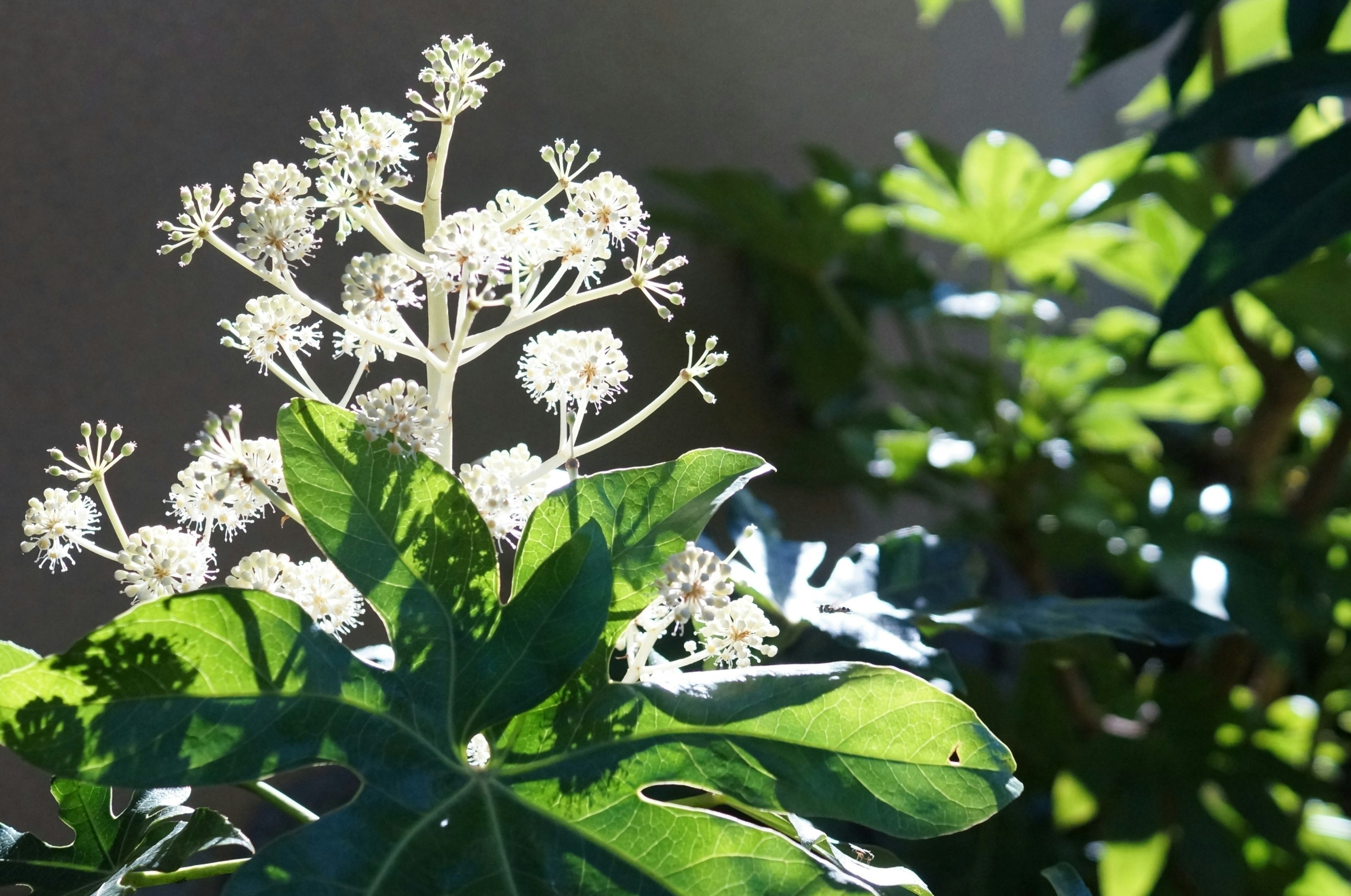 Nahaufnahme einer Pflanze mit grünen Blättern und weißen Blüten