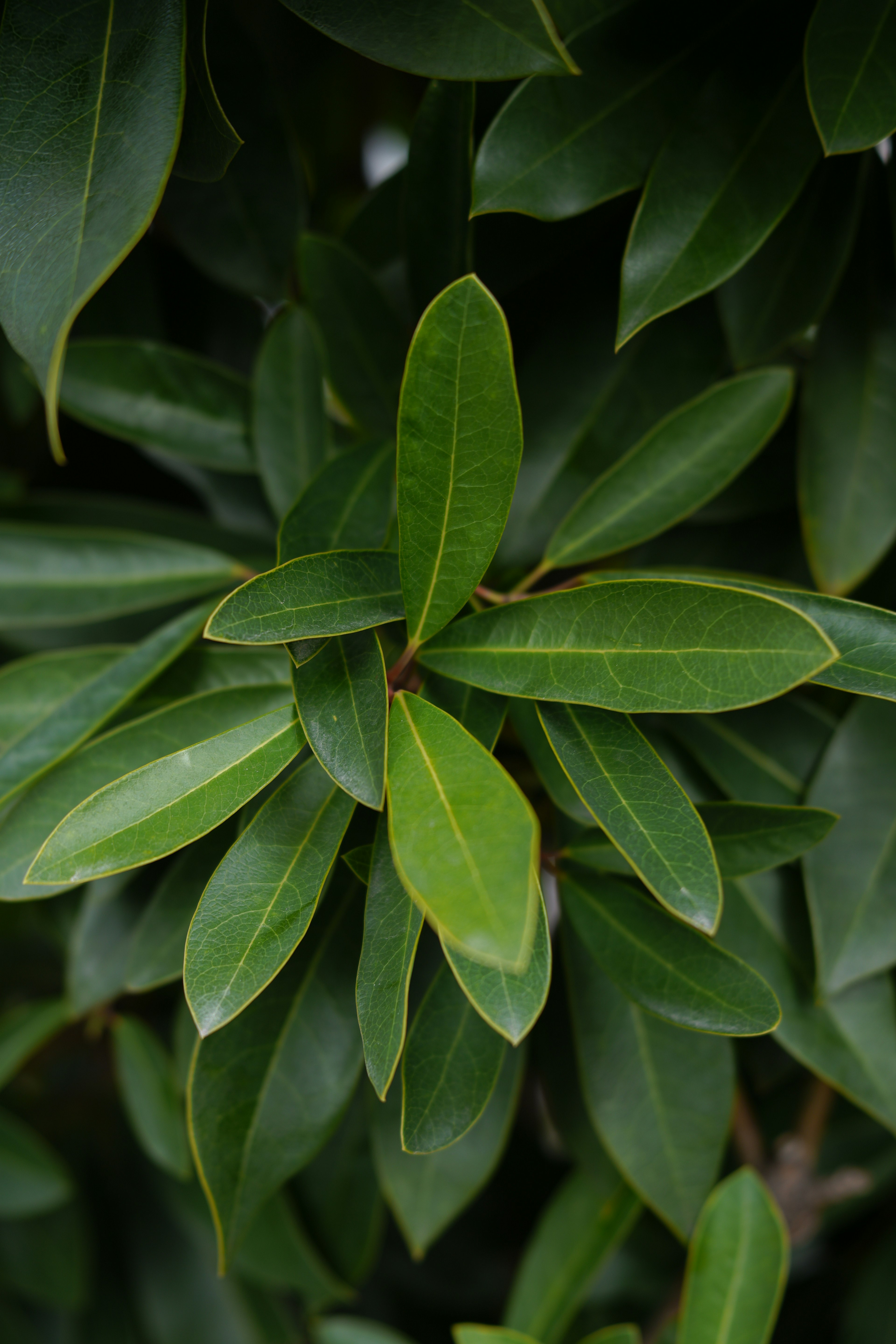 Close-up of dense green leaves on a plant