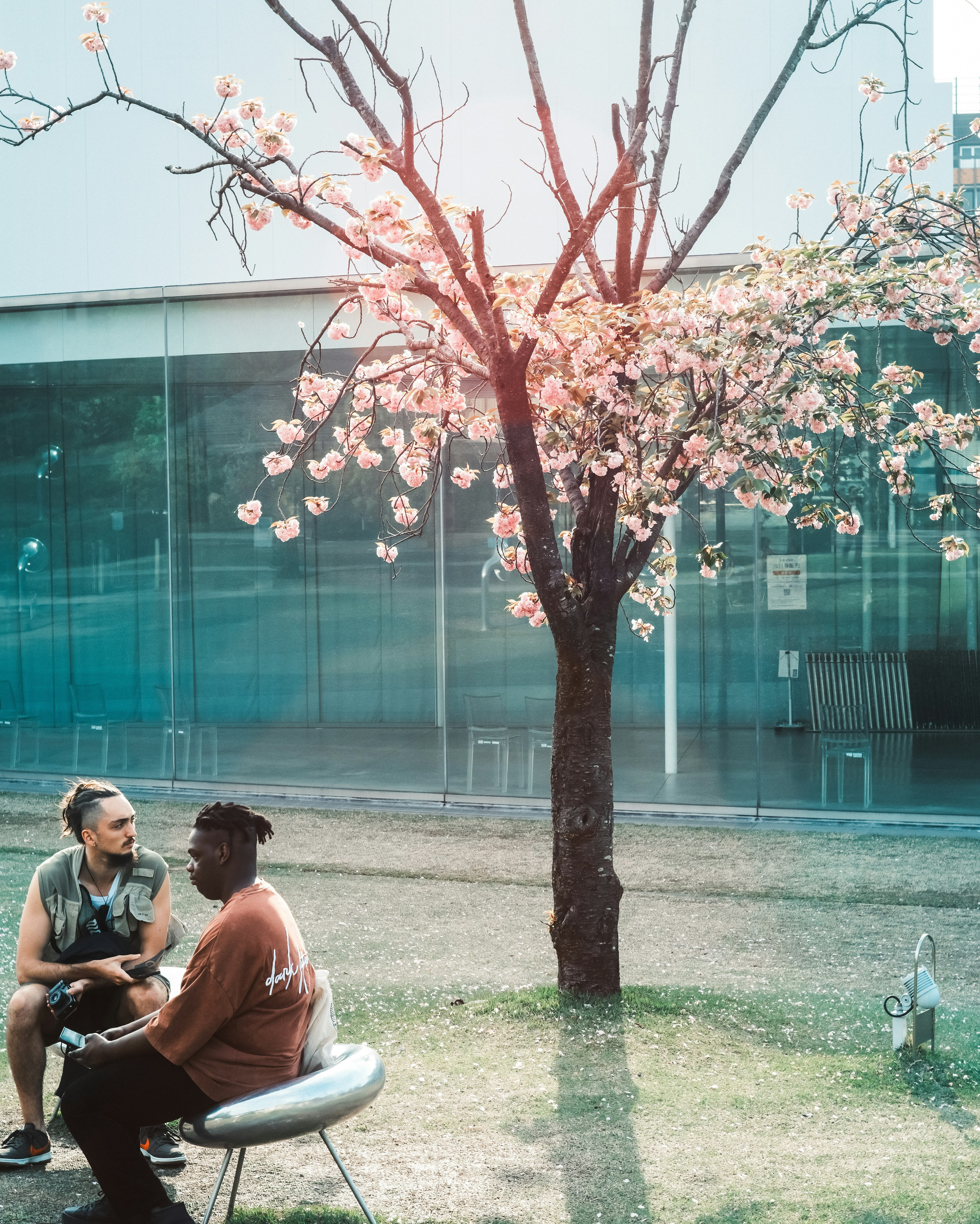 Two people enjoying a conversation under a cherry blossom tree