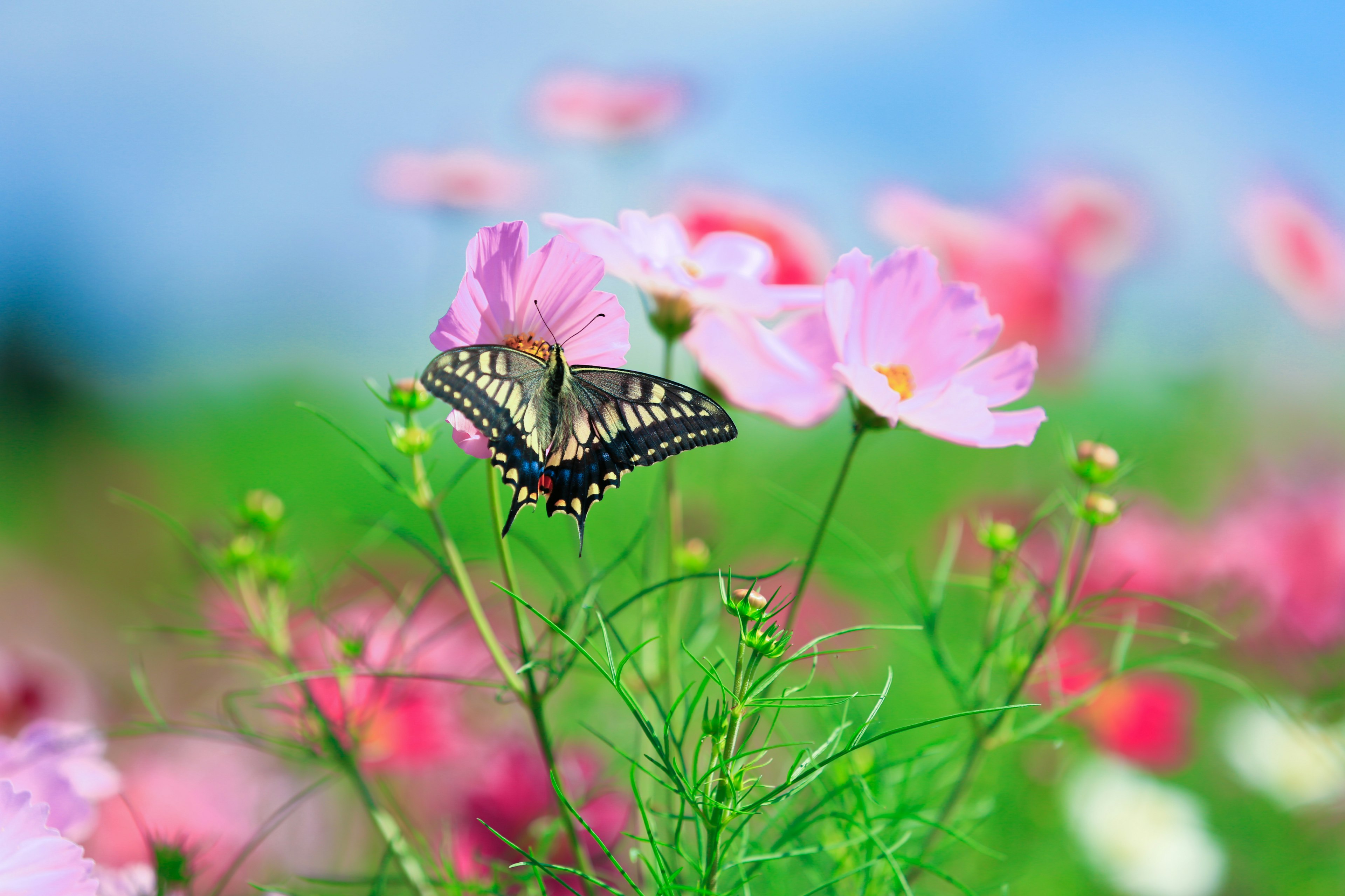 A butterfly resting on colorful flowers in a vibrant garden