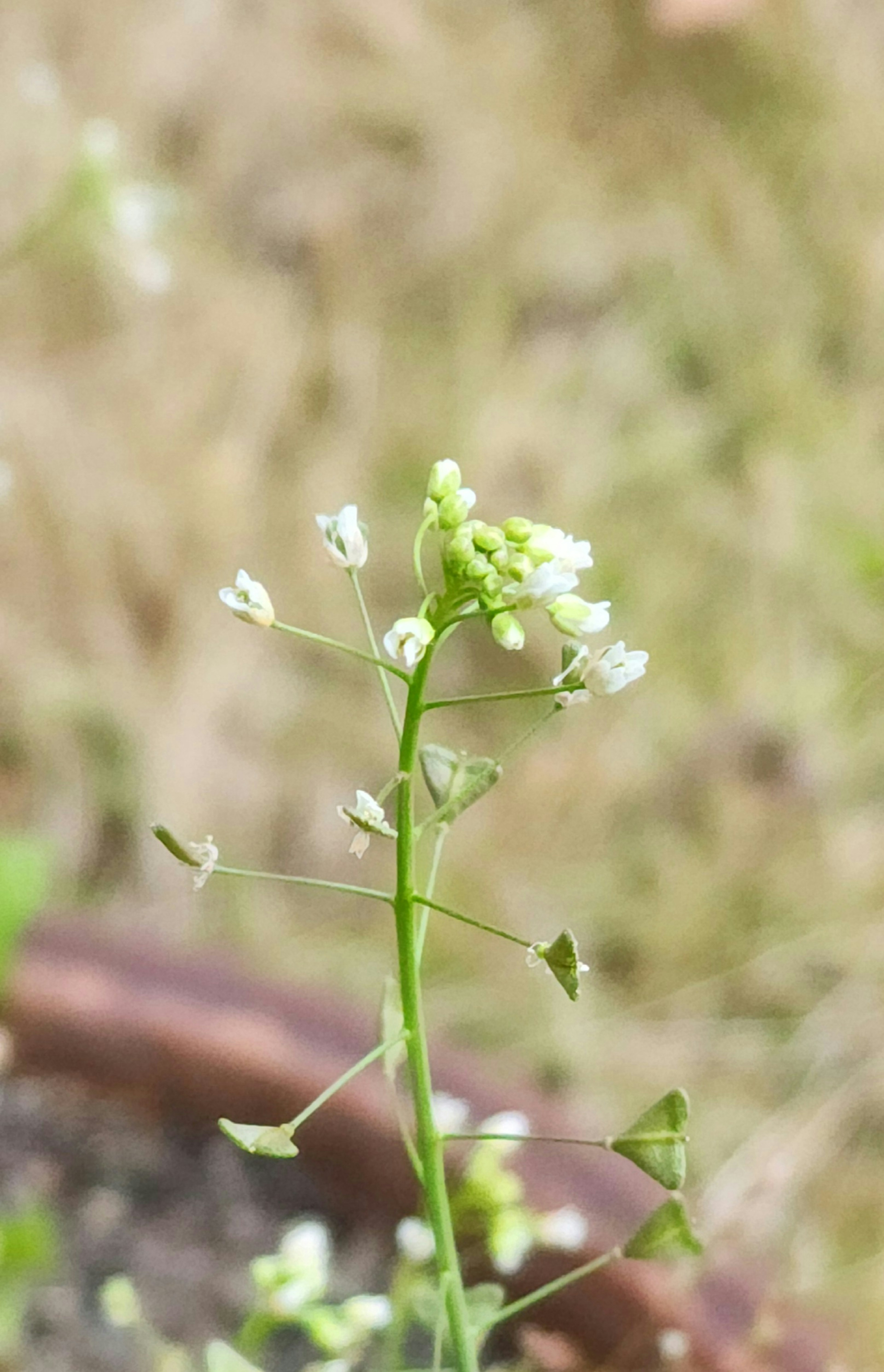 绿色茎和小白花的植物特写