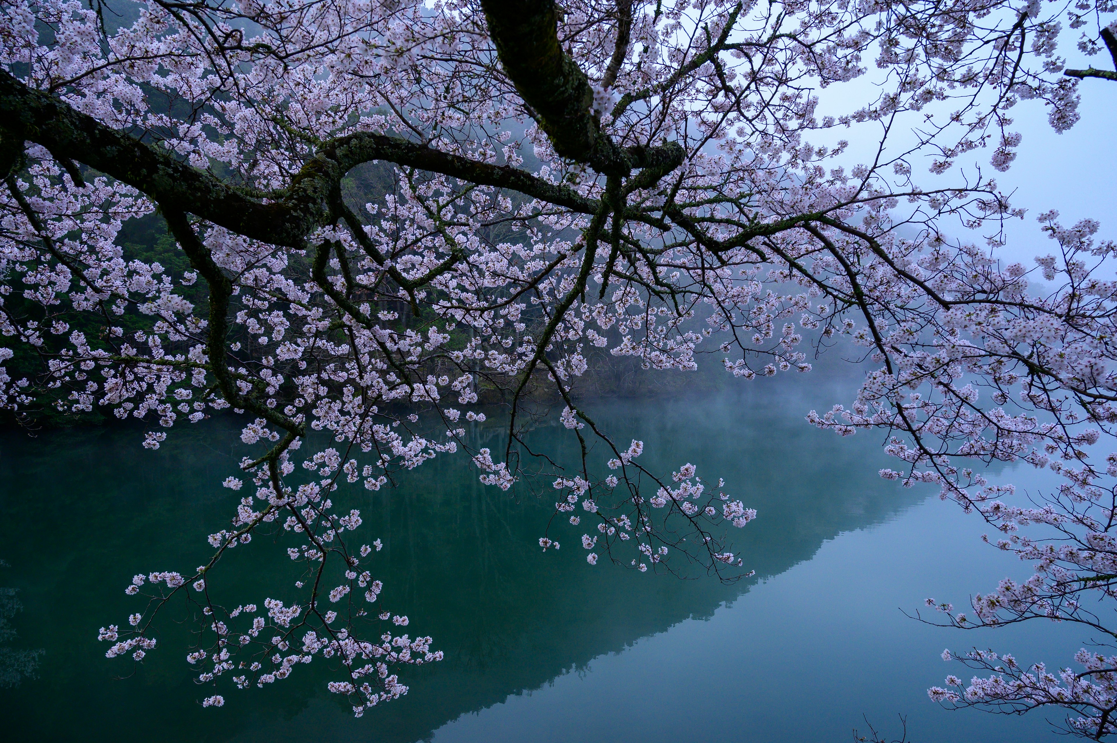 霧の中に咲く桜の花と静かな水面の風景