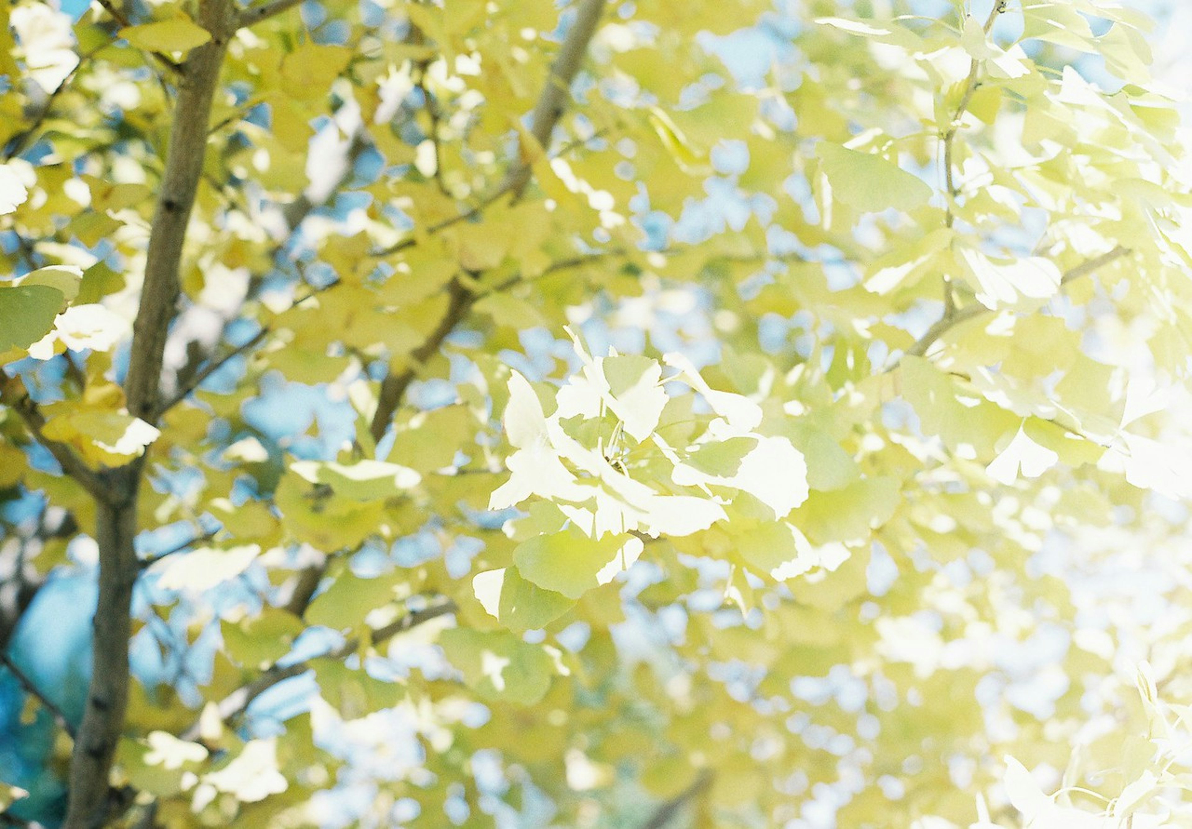 Gros plan sur des branches d'arbre avec des feuilles jaunes brillantes