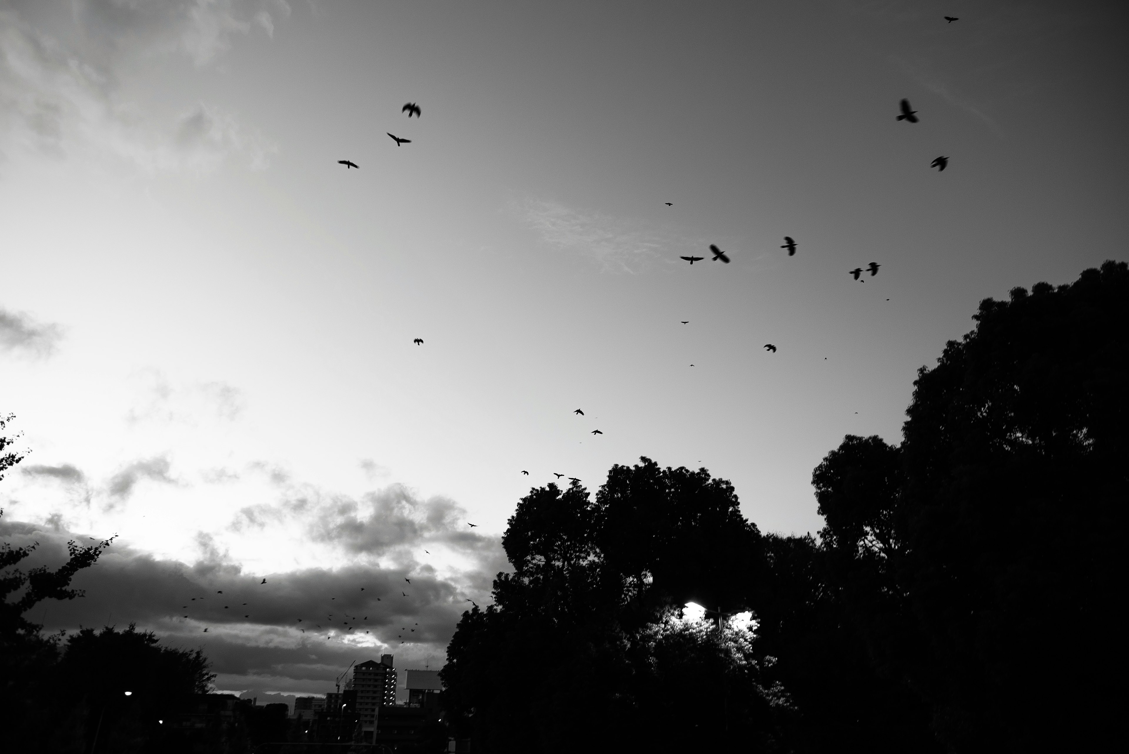 Silhouettes of trees with birds flying in a black and white sky