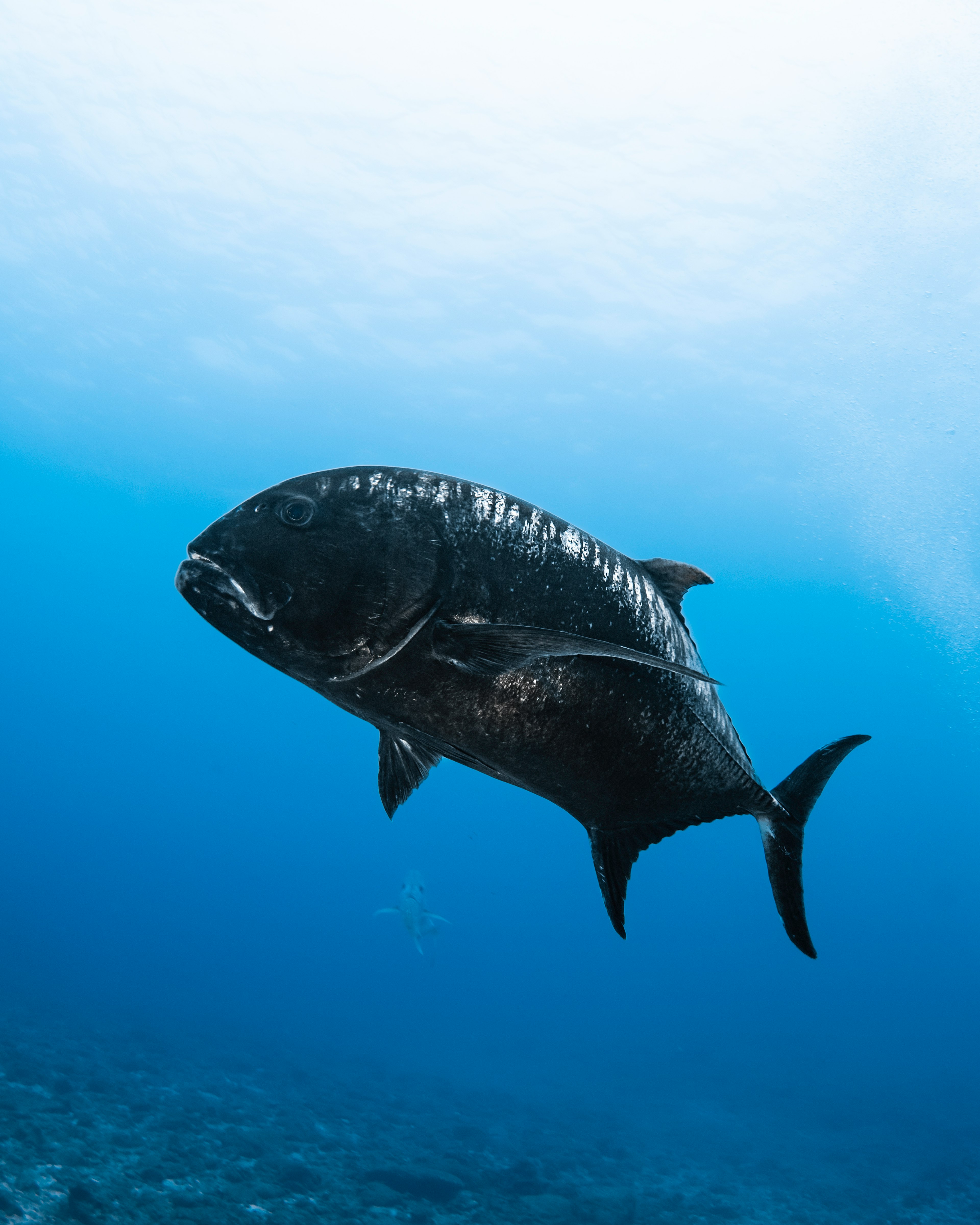 Grand poisson nageant sous l'eau avec un fond bleu