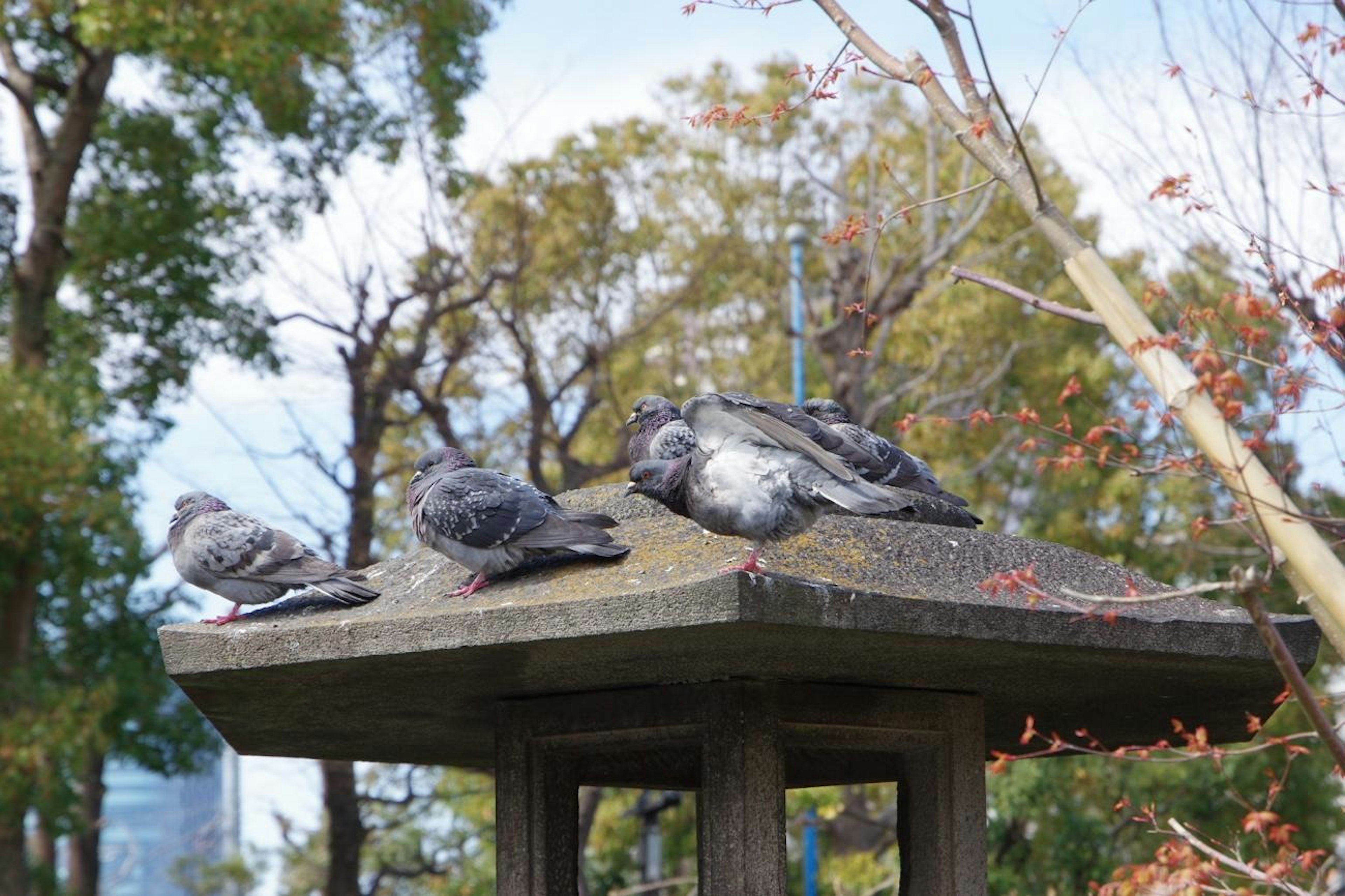 Several pigeons resting on a stone lantern in a park