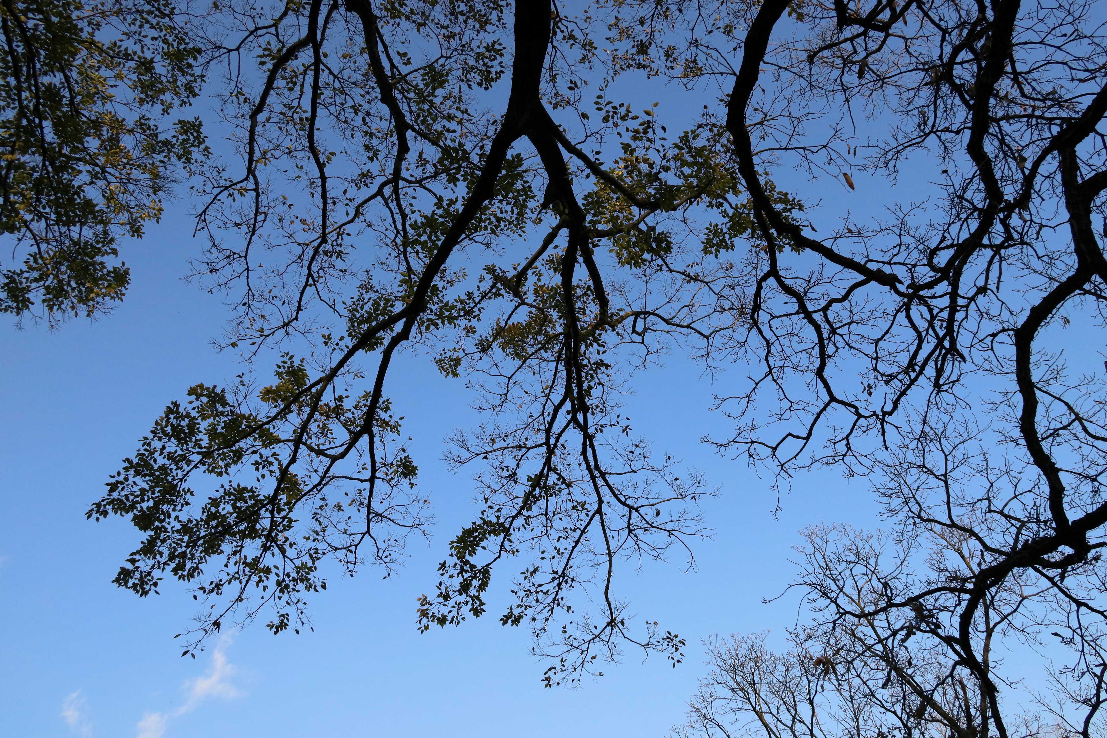 Silhouette of tree branches and leaves against a blue sky