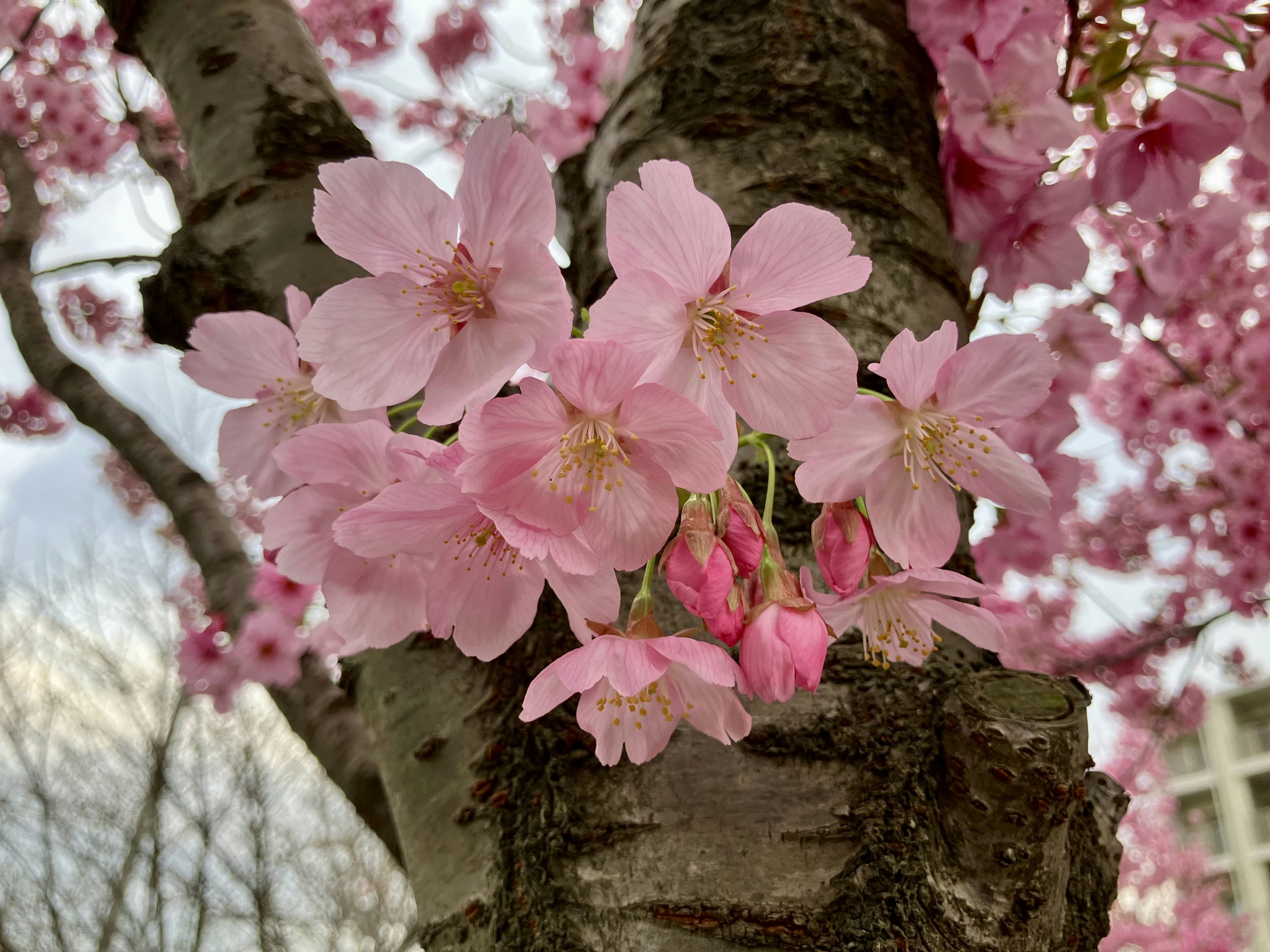 桜の花が満開の木の幹に咲いている