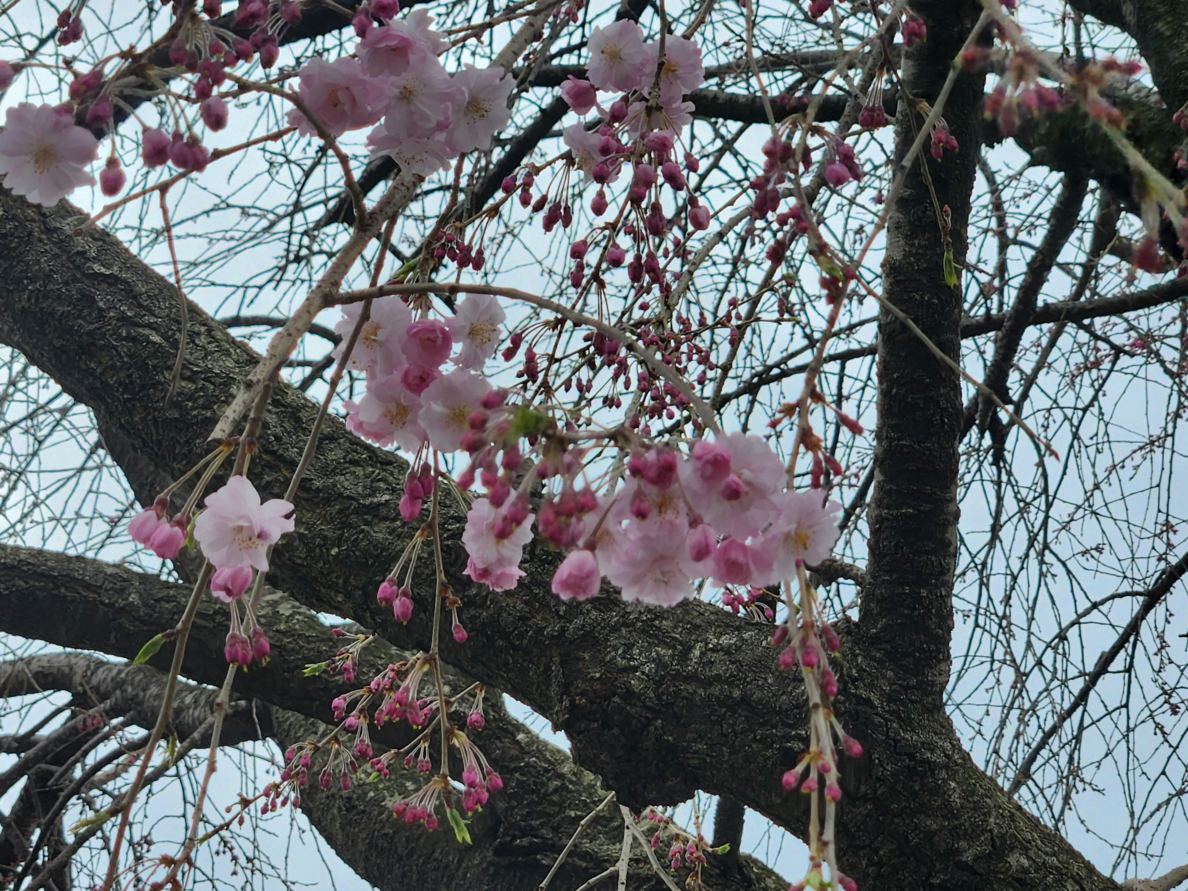 桜の花が咲いている枝と幹のクローズアップ