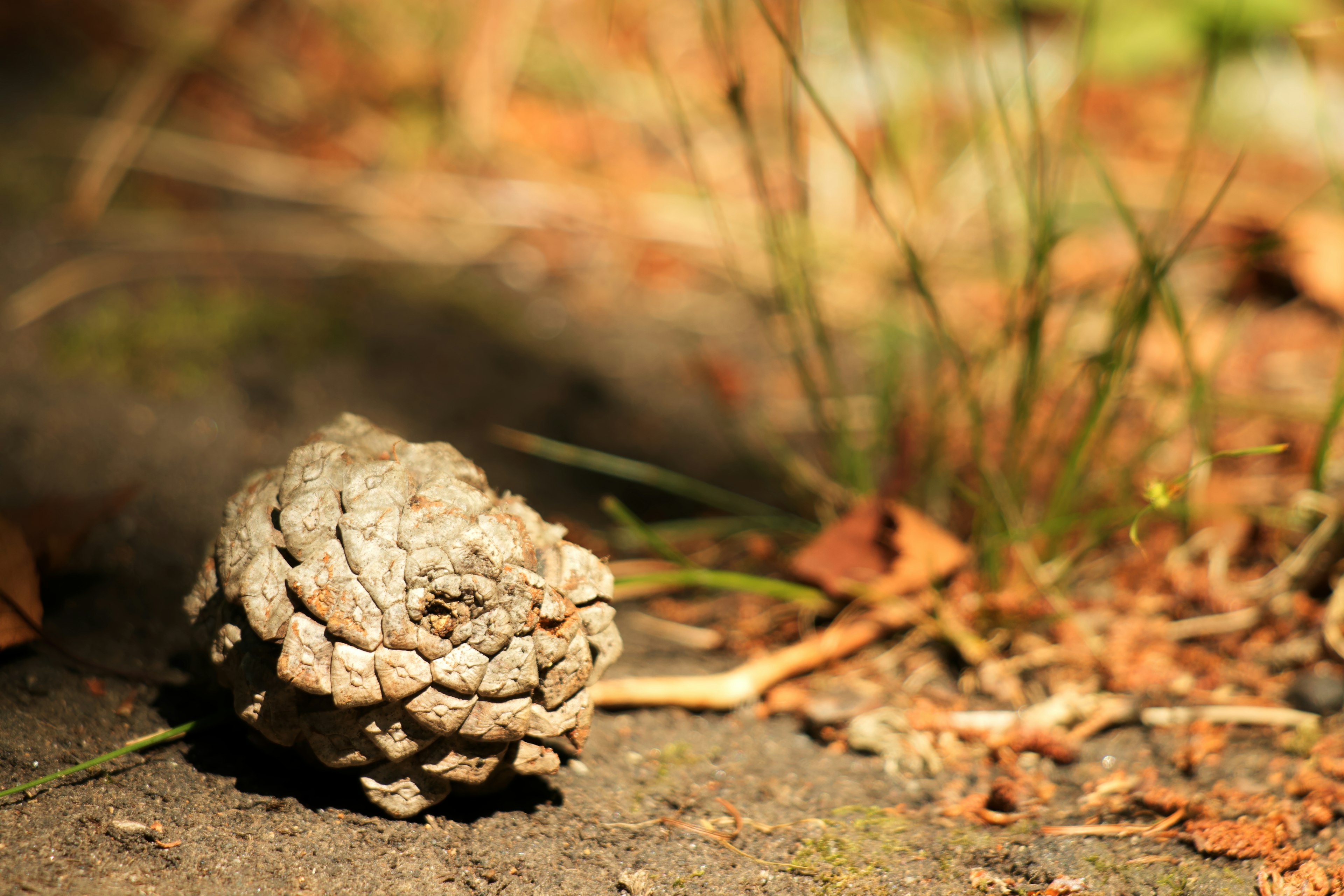 A pine cone on the ground surrounded by grass and fallen leaves