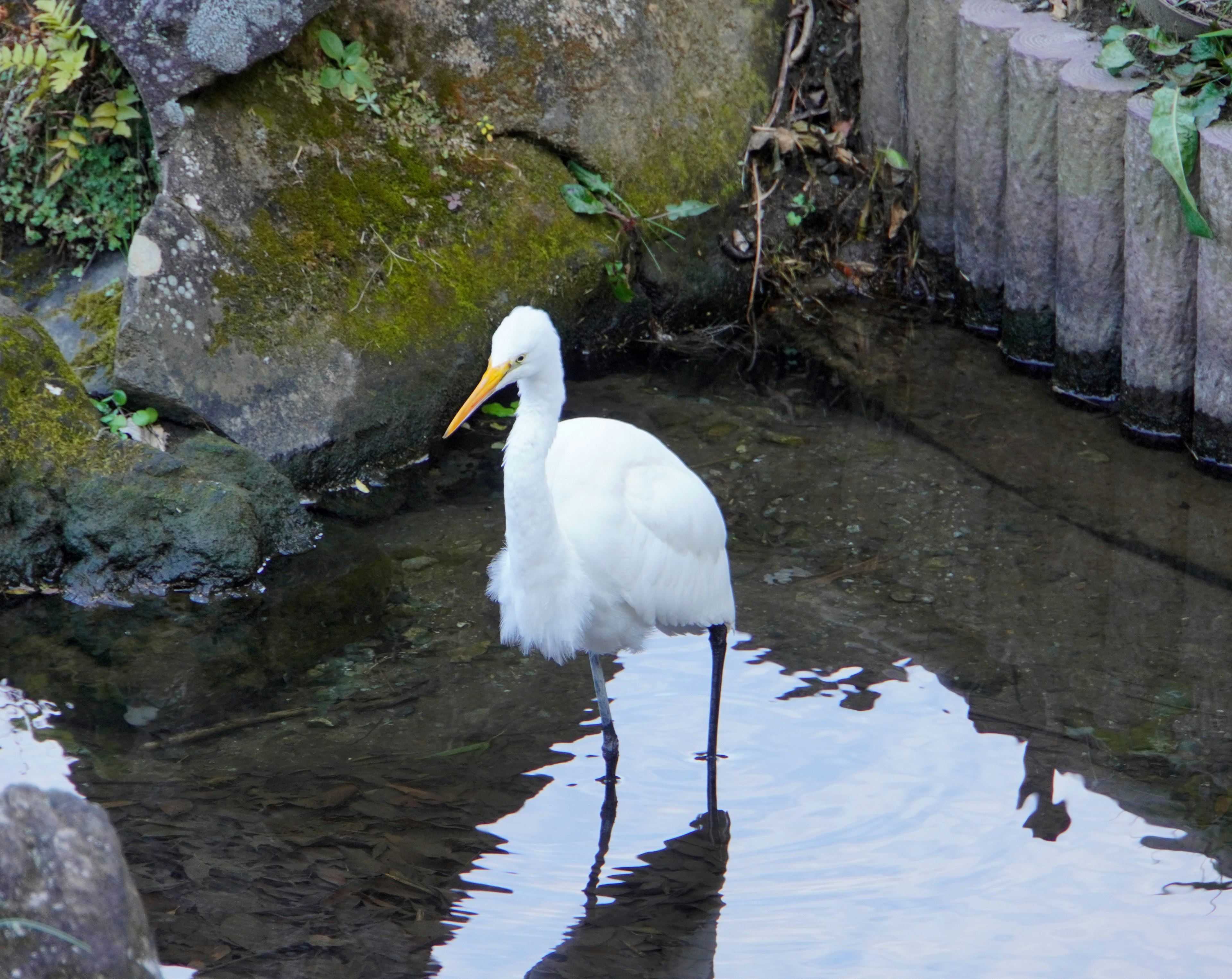 Ein weißer Reiher steht im flachen Wasser