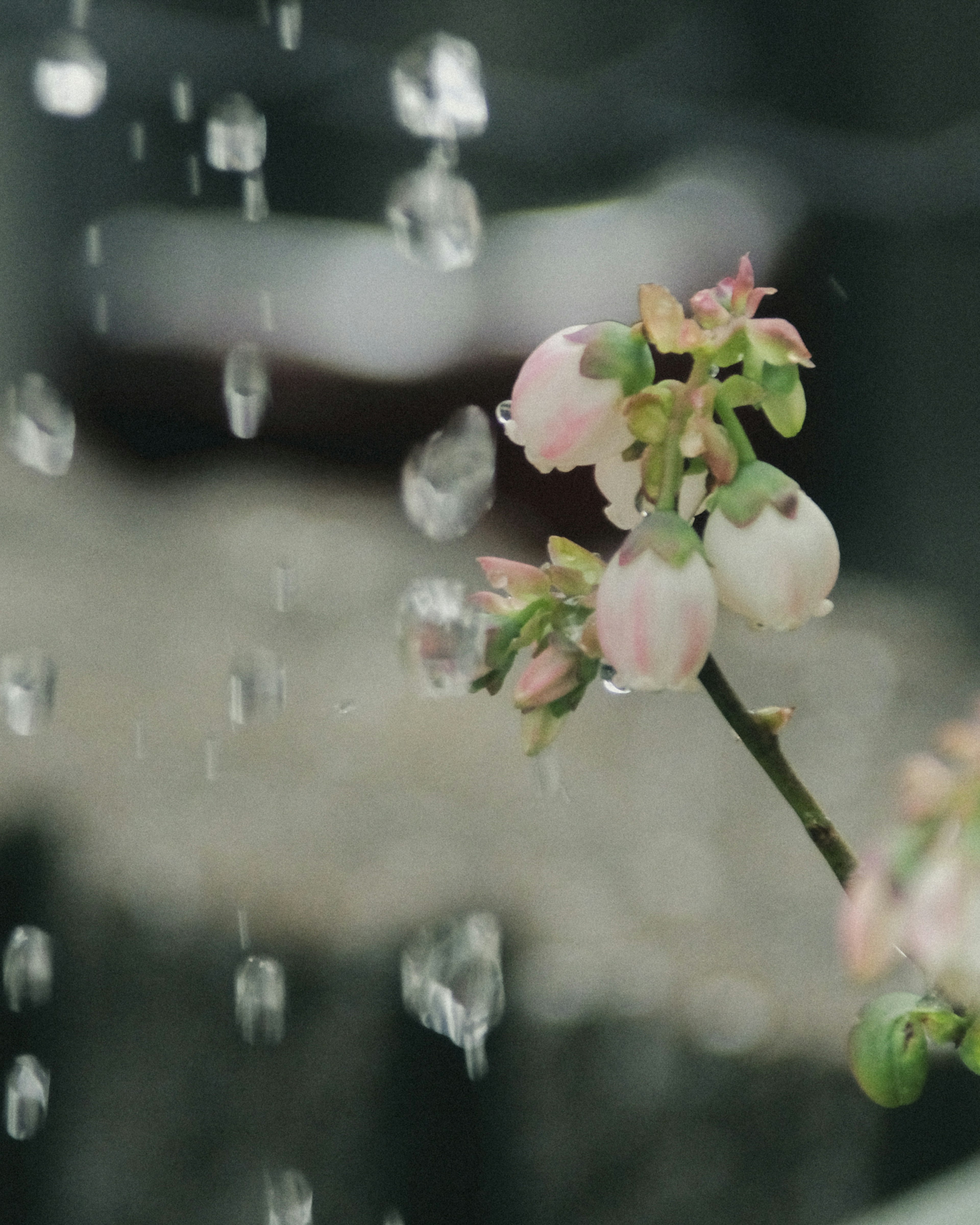 Branche de fleurs de myrtilles sous la pluie gouttes tombant sur les pétales