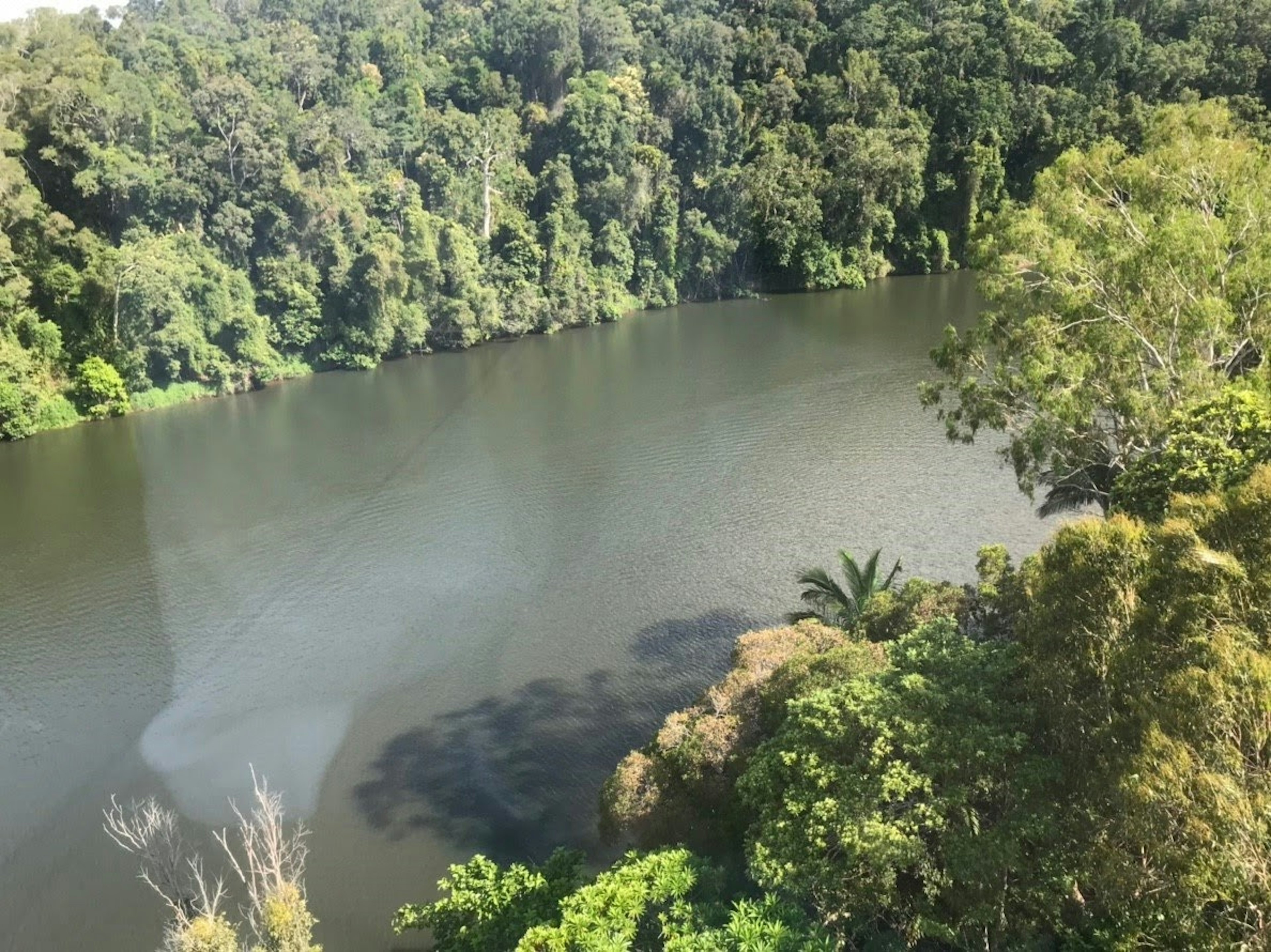 Un lago sereno circondato da una foresta lussureggiante