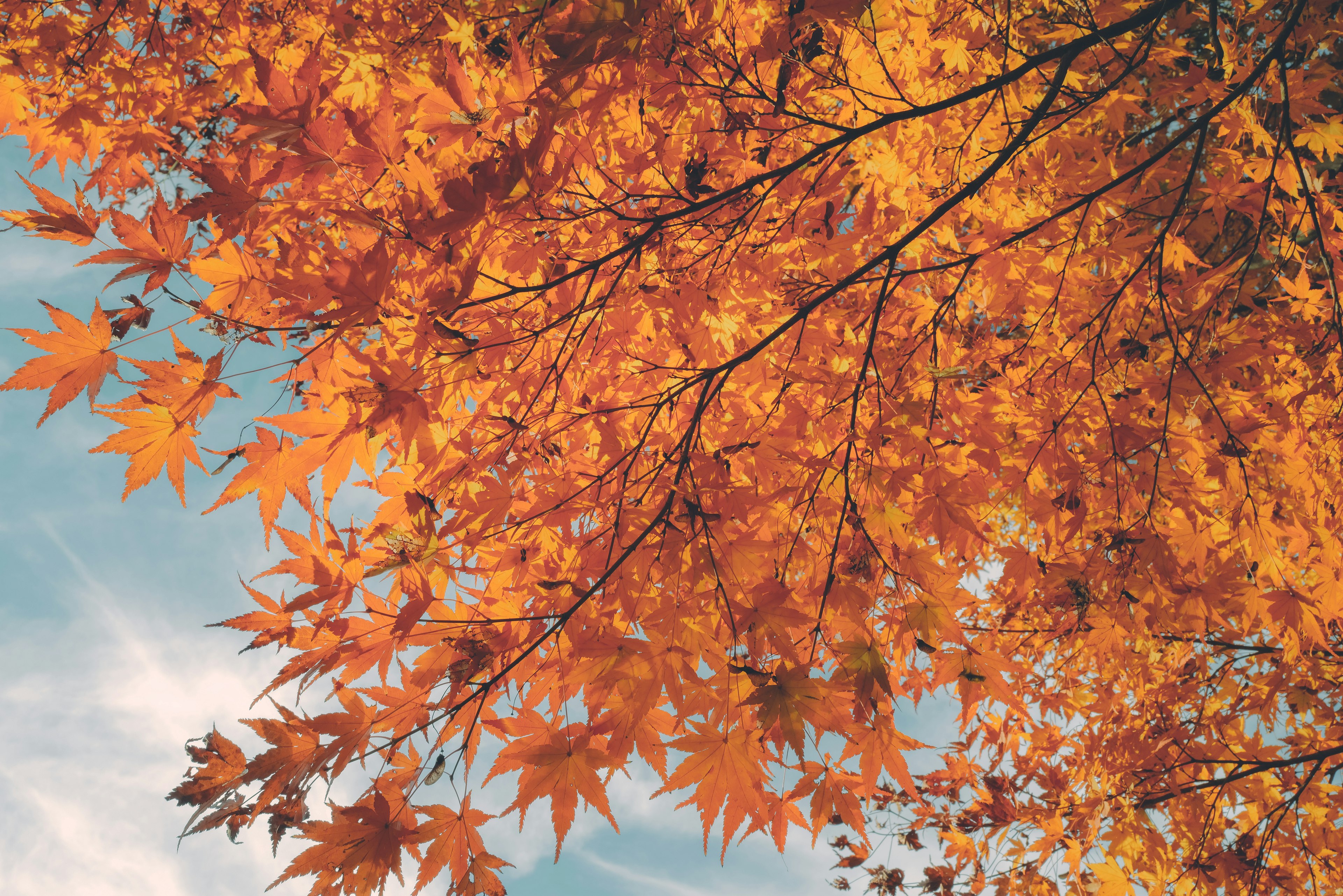 Branches of a tree with vibrant orange autumn leaves