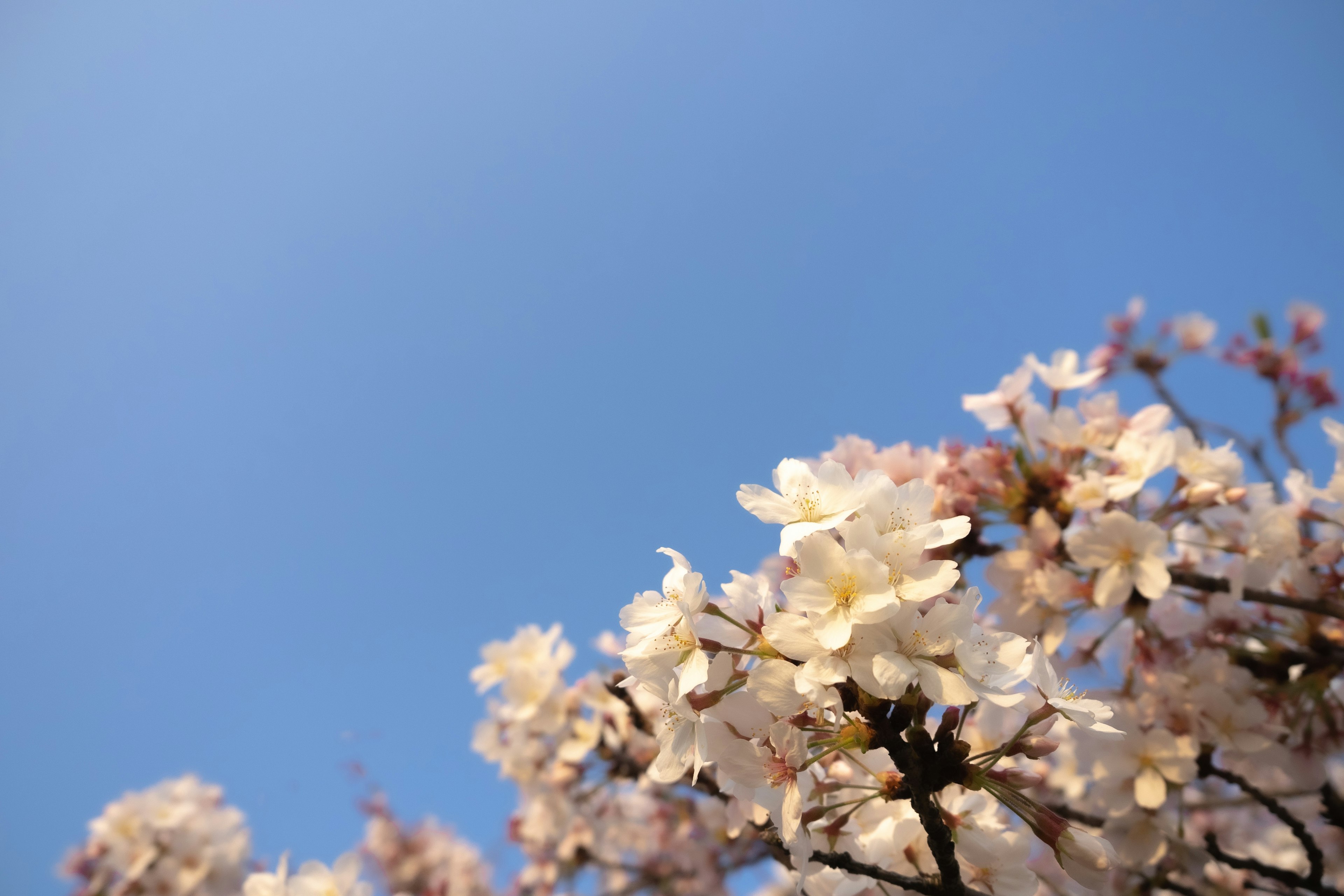 Close-up bunga sakura di bawah langit biru