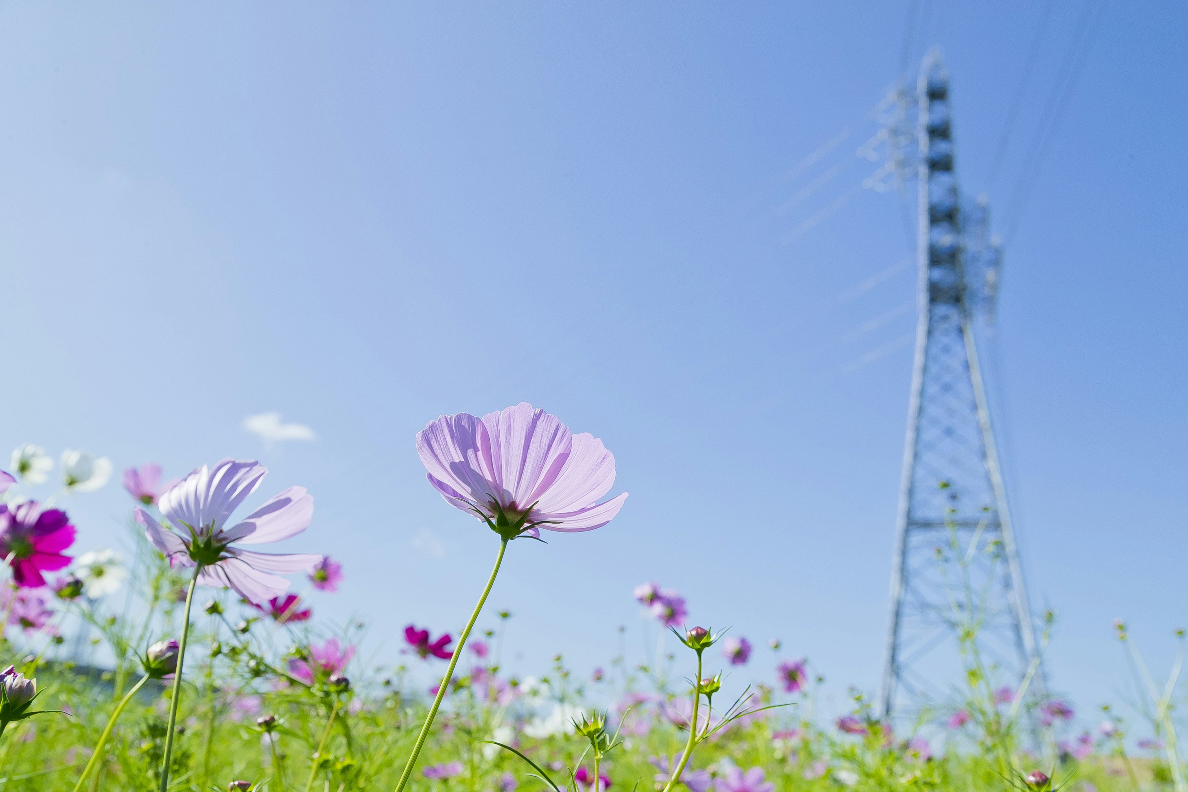 Fleurs de cosmos fleurissant sous un ciel bleu avec une tour électrique