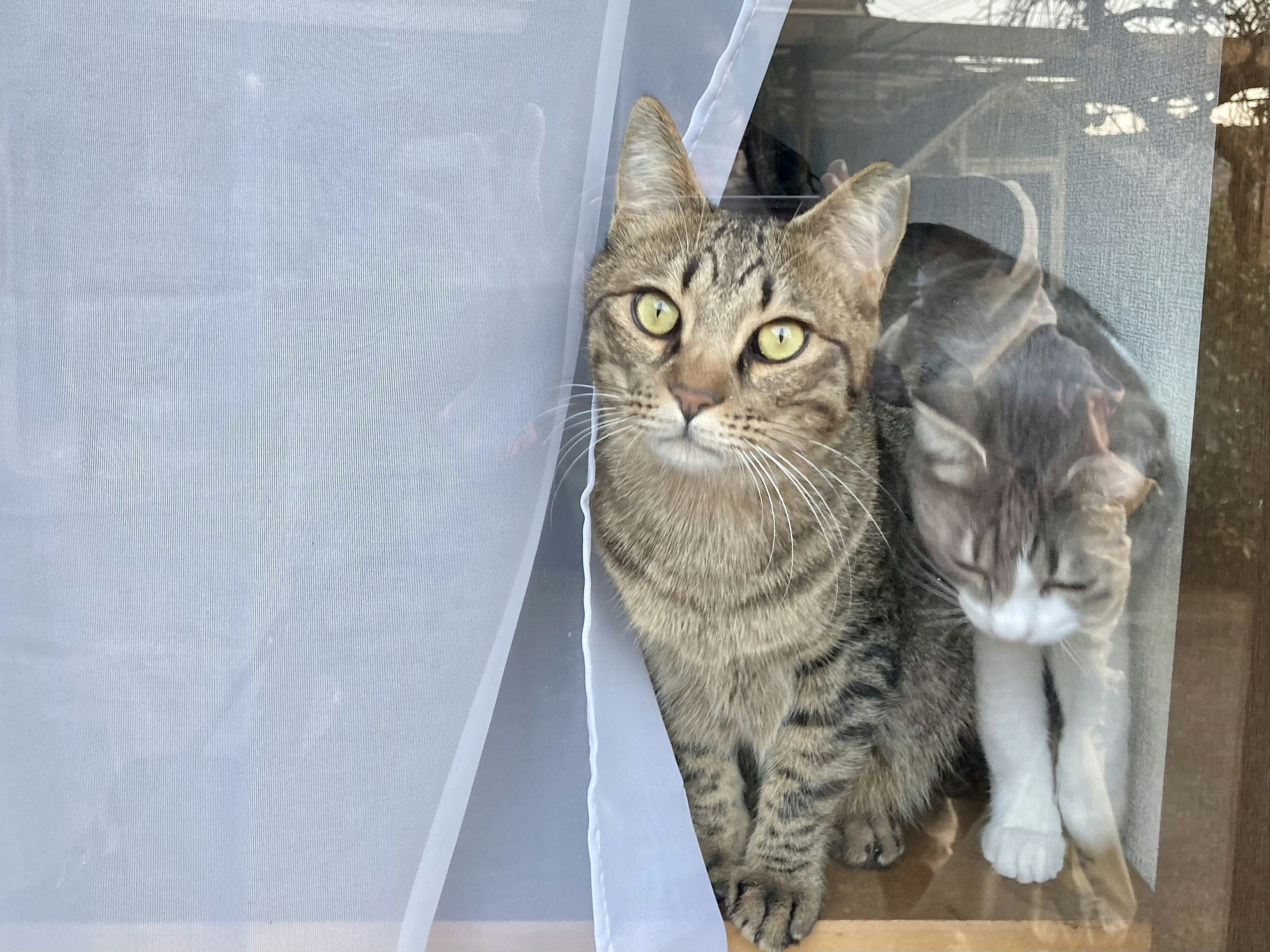 Two cats peering out from behind a curtain at a window