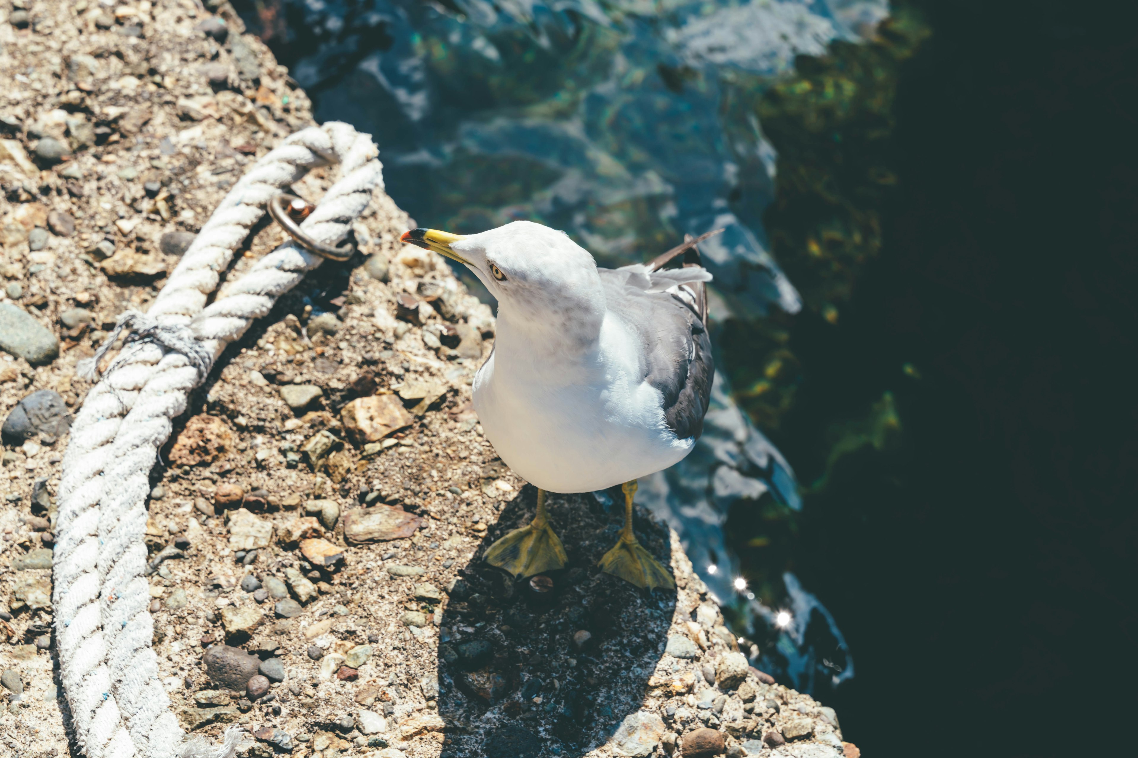 A seagull standing on a rock with a rope nearby