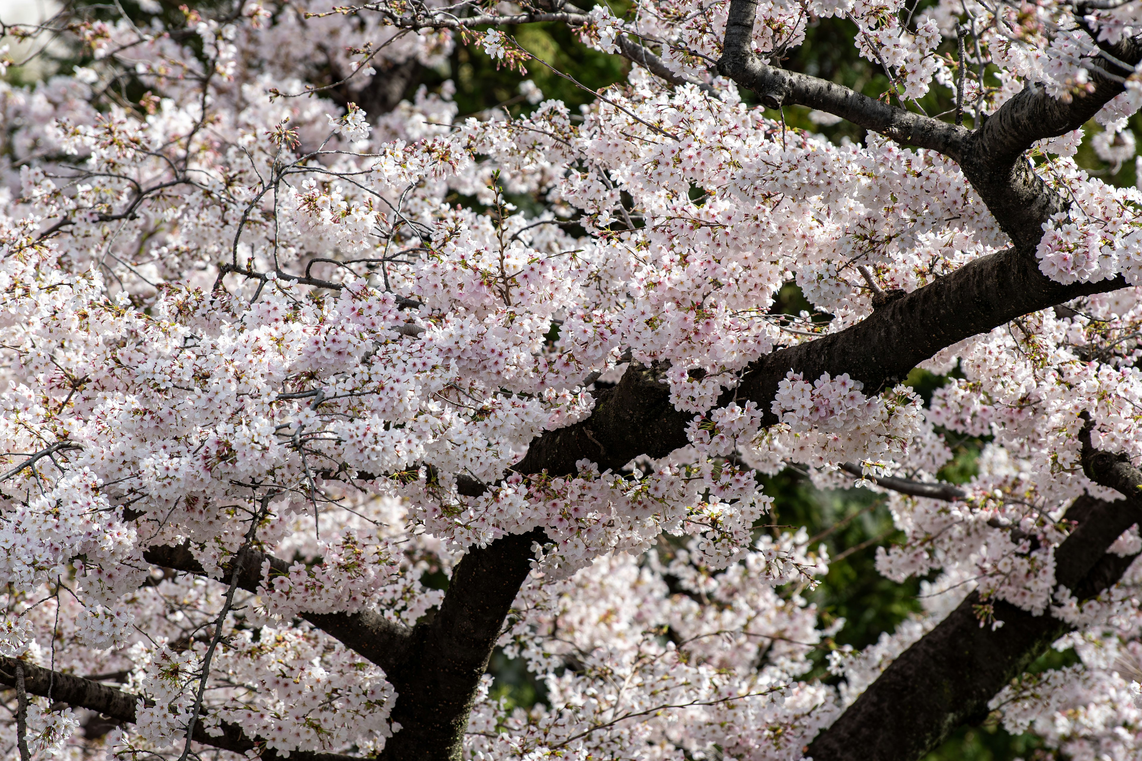 Nahaufnahme von Kirschblütenzweigen in voller Blüte