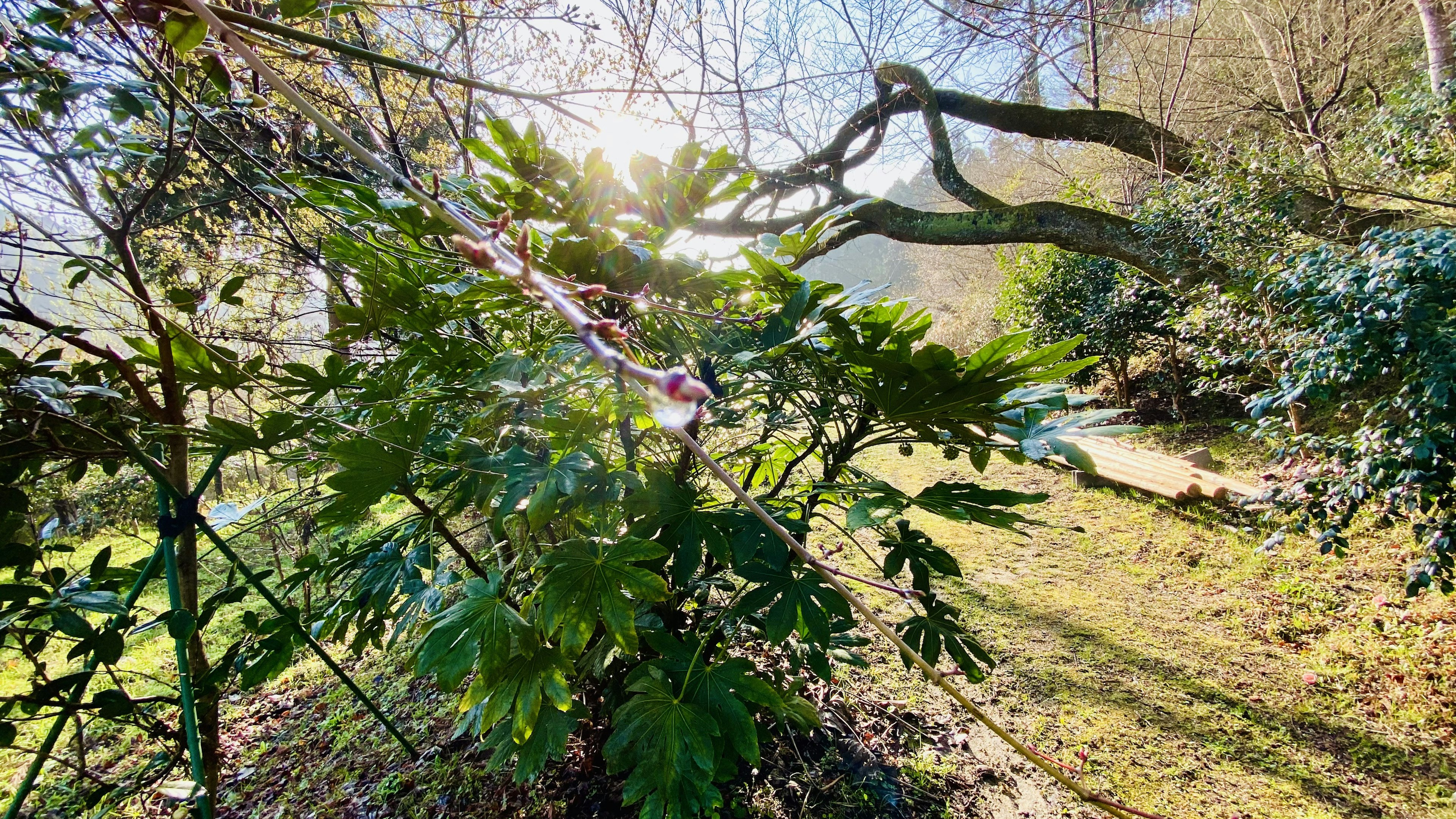 緑豊かな植物が生い茂る風景 日差しが差し込む自然の中の穏やかなシーン