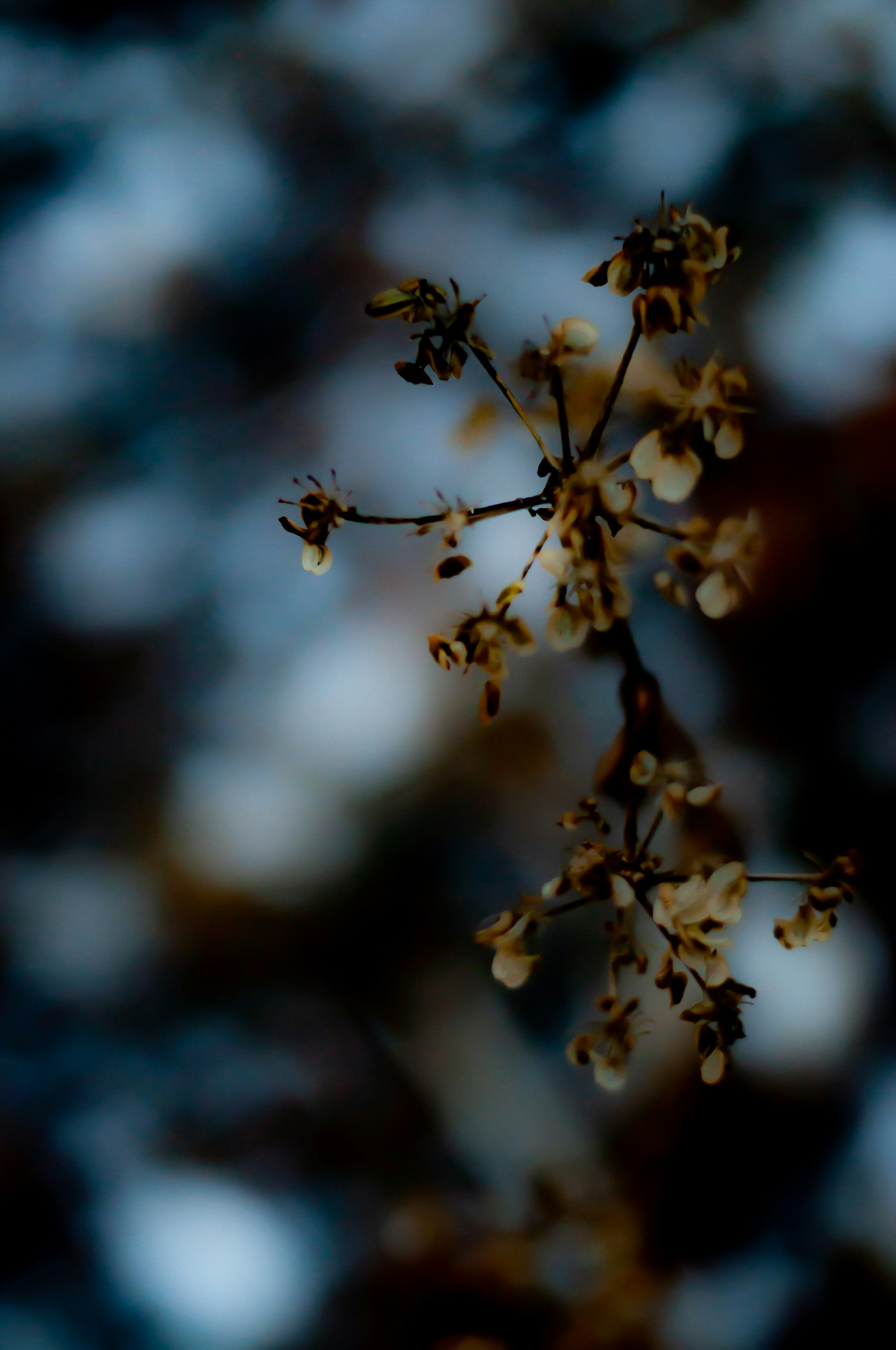 Delicate plant branch with small flowers against a dark background