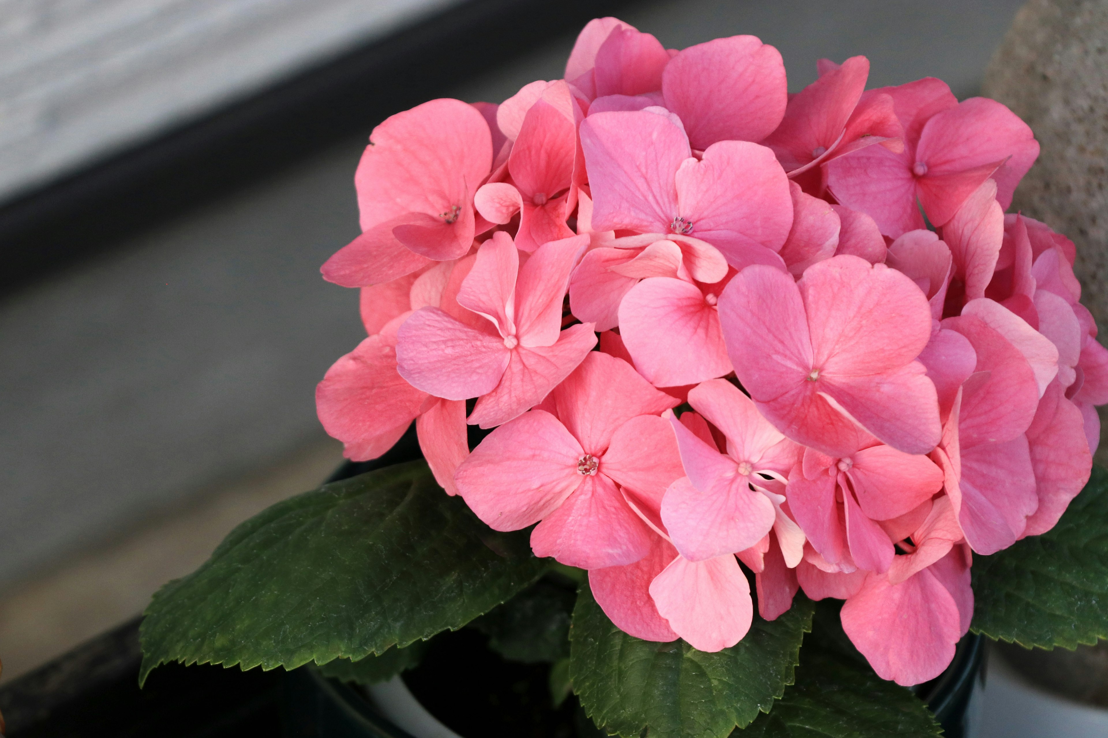 Pink hydrangea flowers with green leaves