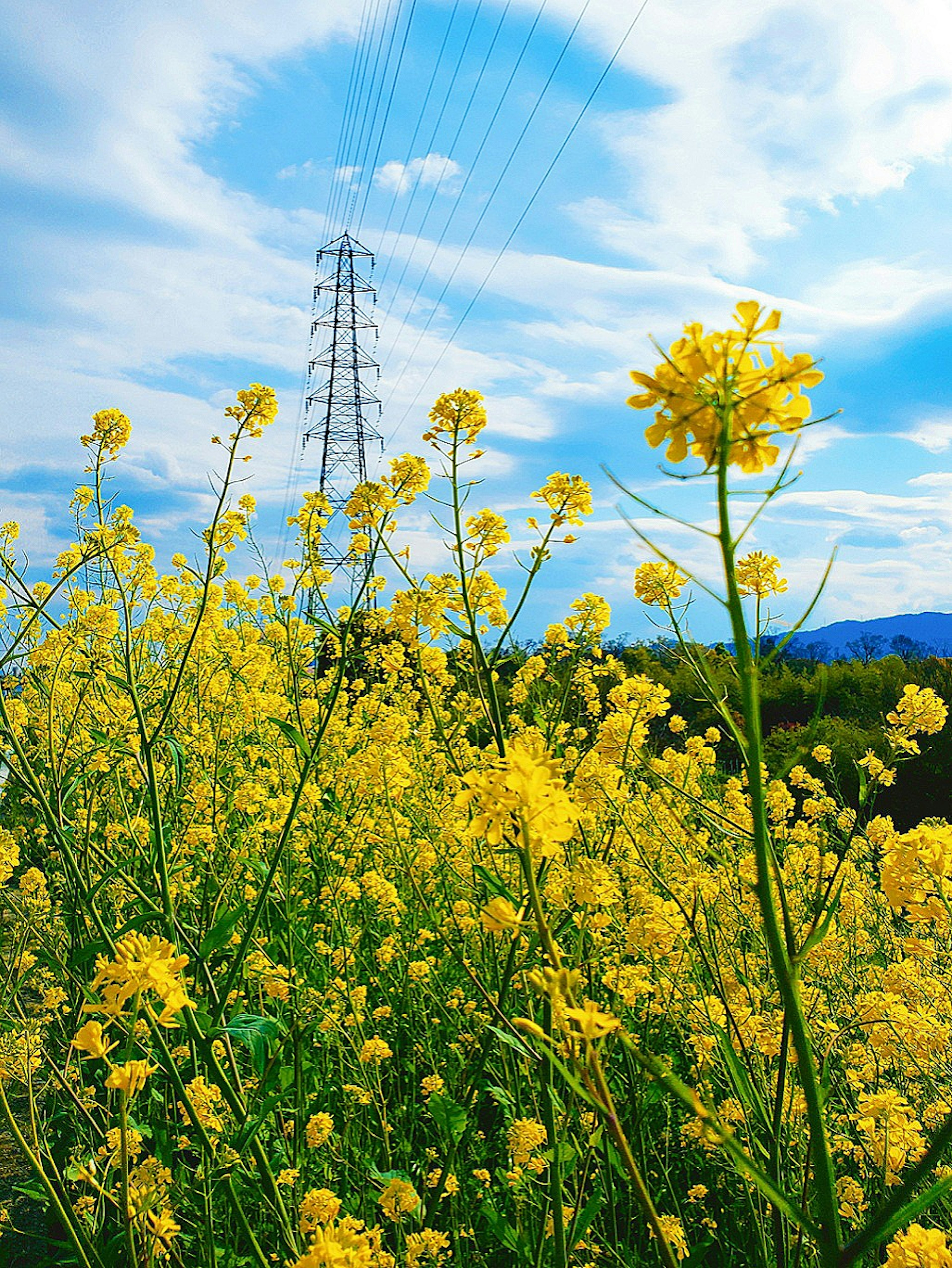 Paysage avec des fleurs jaunes sous un ciel bleu et une tour électrique