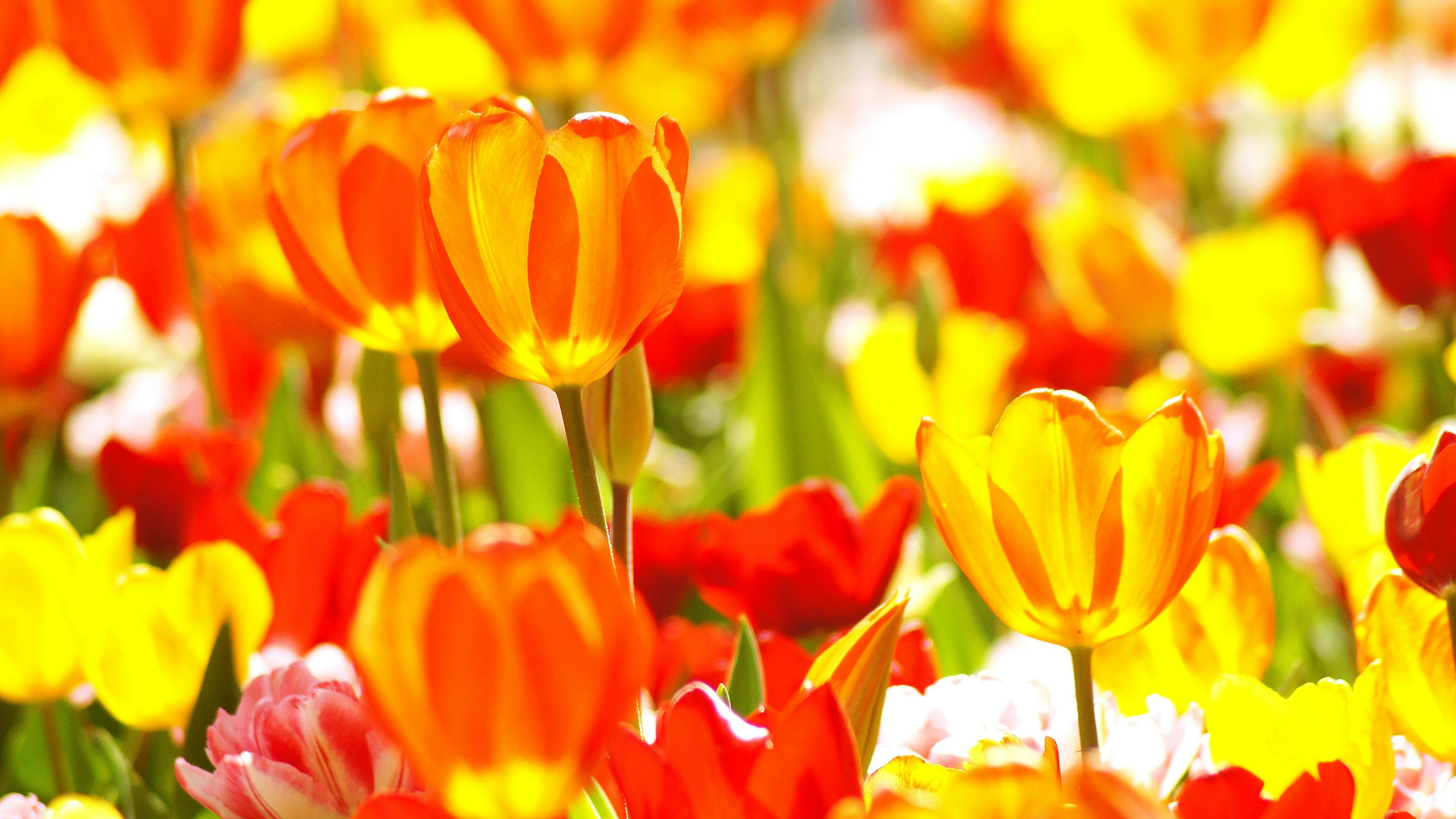 Champ de tulipes colorées avec des fleurs vibrantes orange jaune et rouge