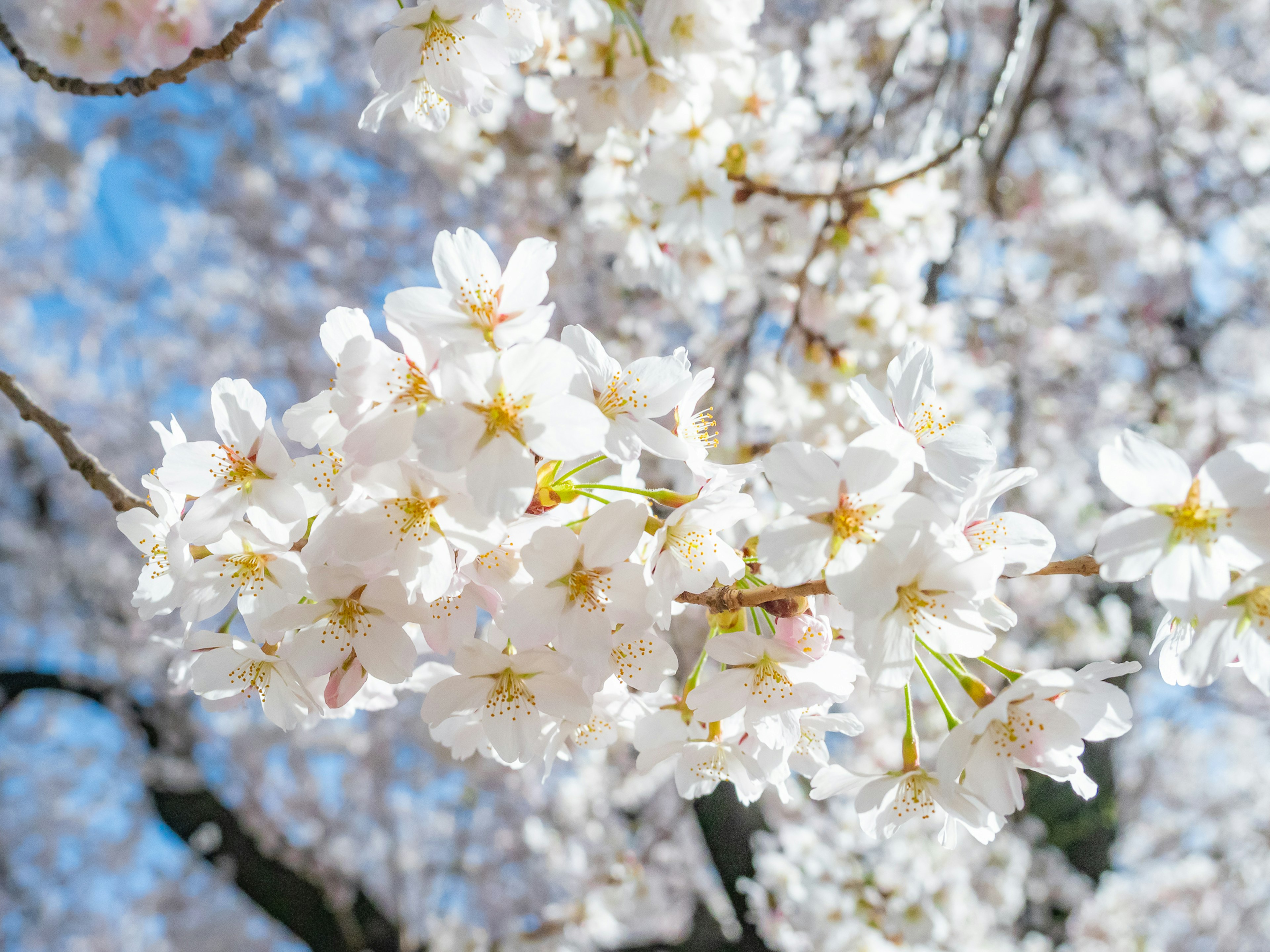 Nahaufnahme von weißen Kirschblüten an einem Zweig vor blauem Himmel