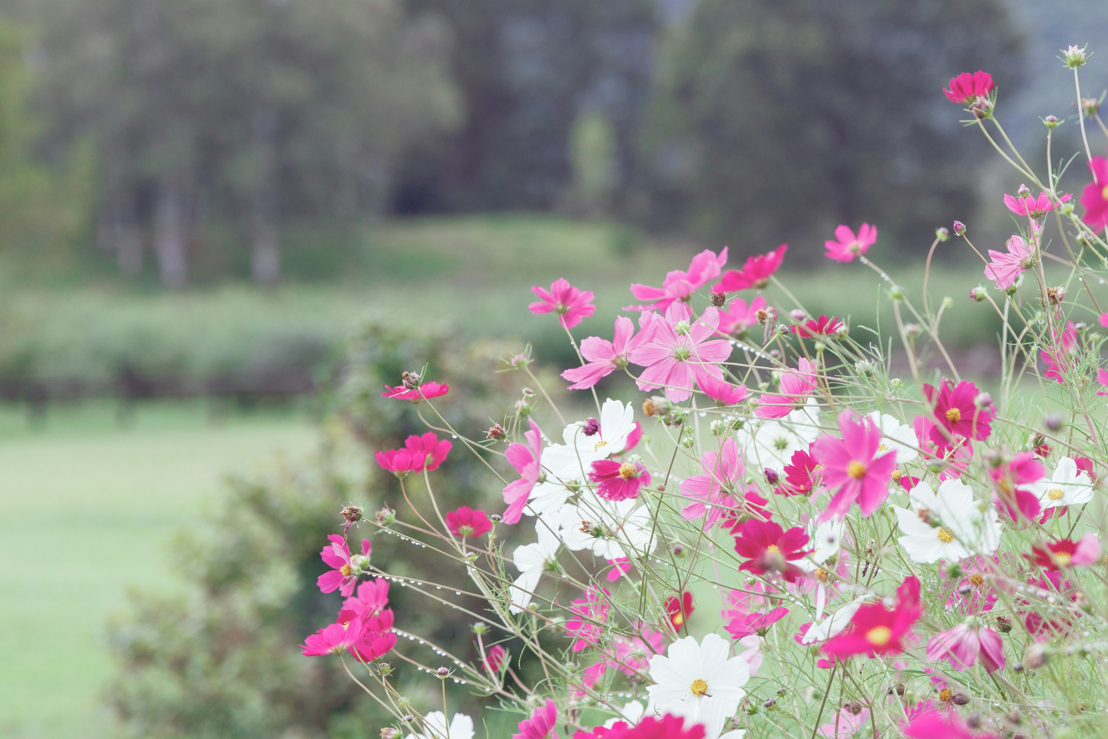 色とりどりの花が咲いている風景の一部