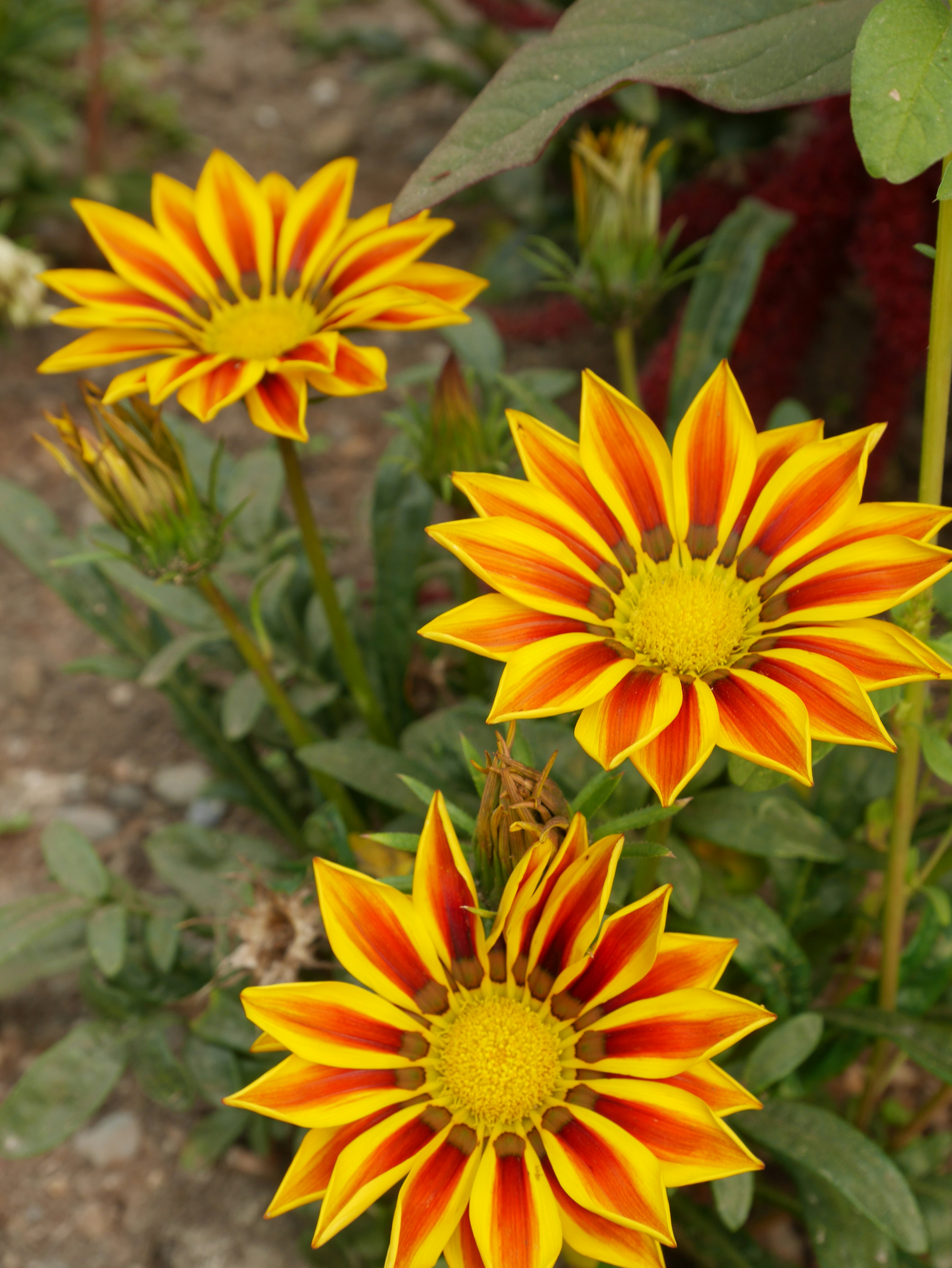 Lebendige gelbe und rote Blumen blühen in einem Garten