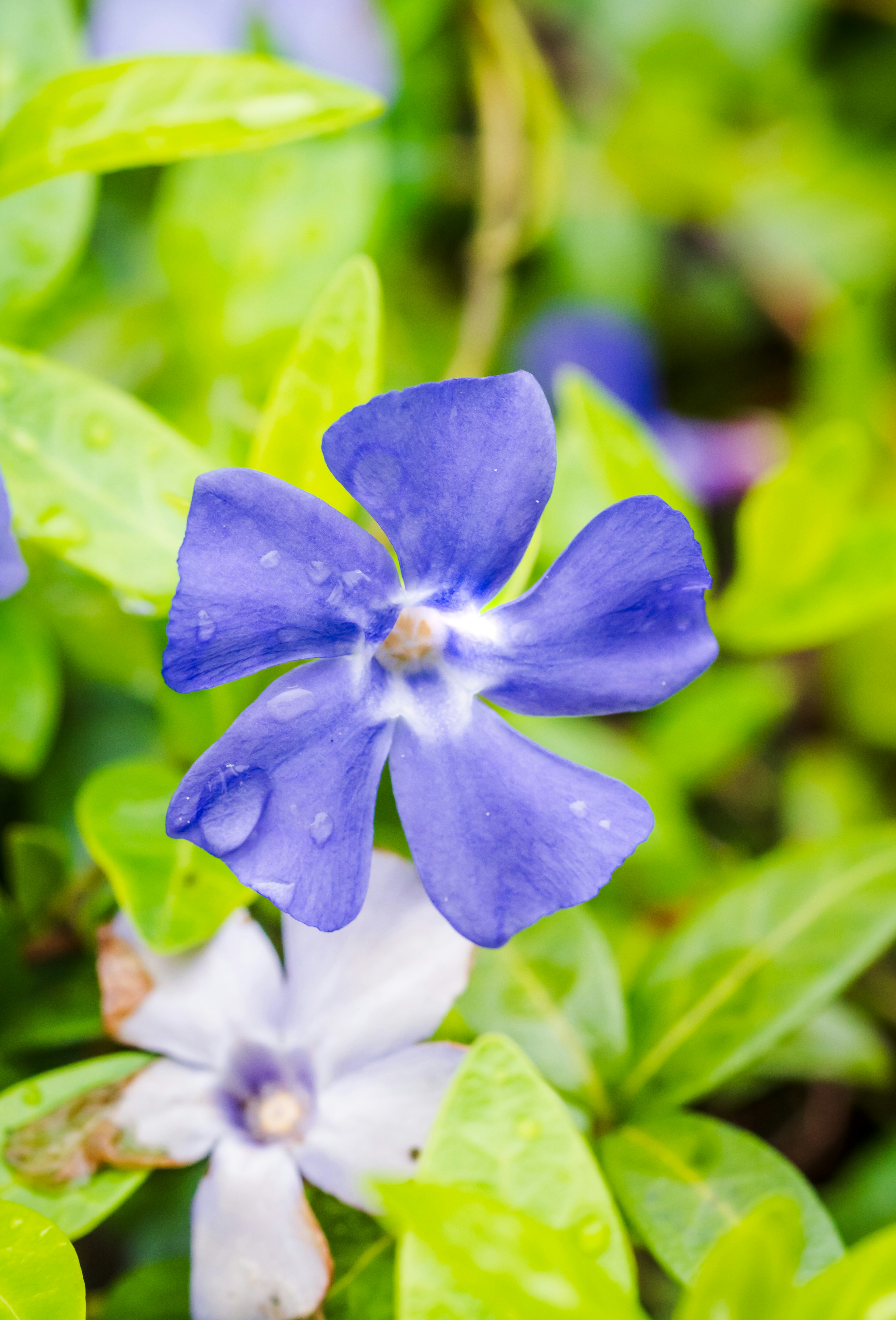 Primo piano di un fiore blu con foglie verdi