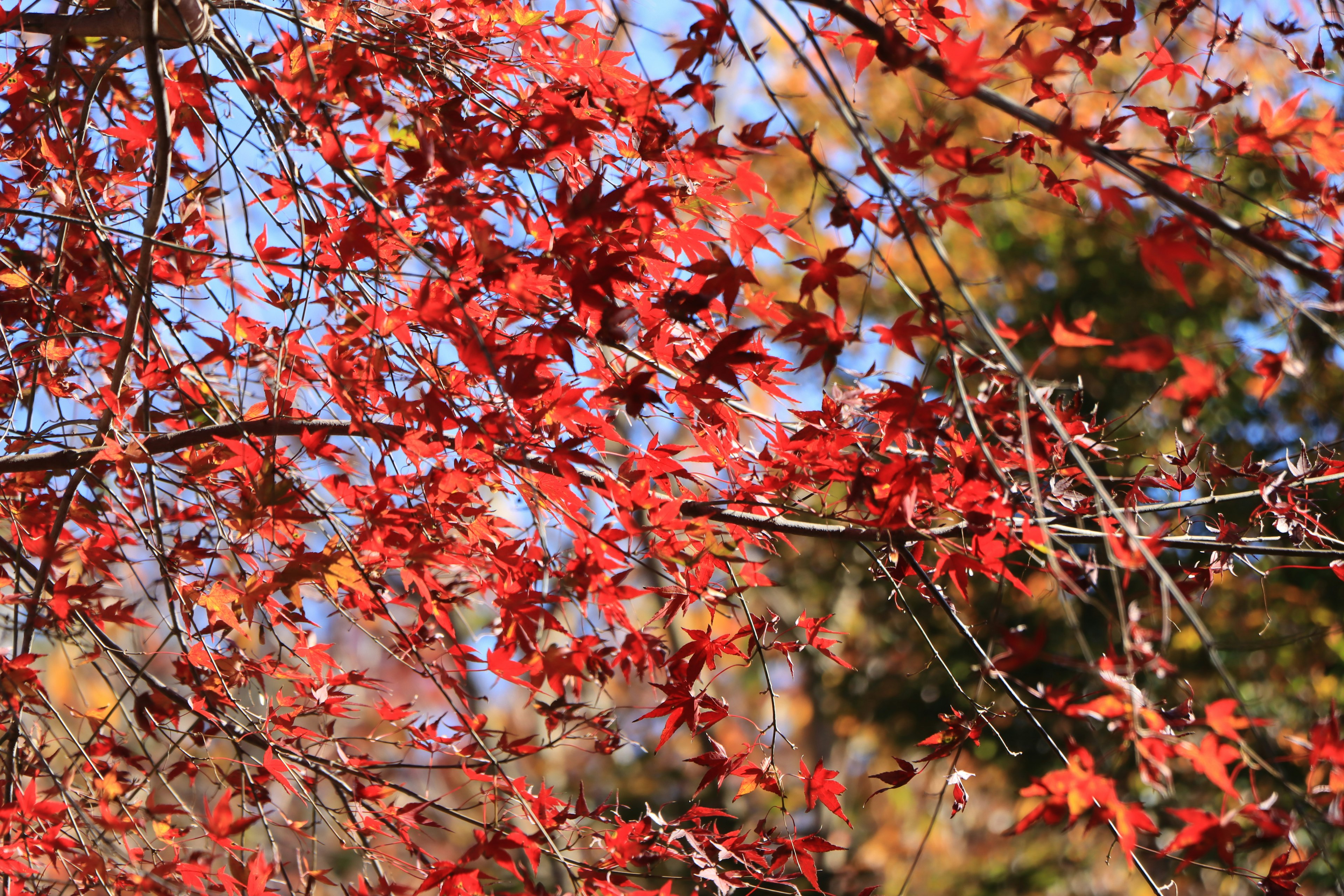 Lebendige rote Ahornblätter vor blauem Himmel im Herbst