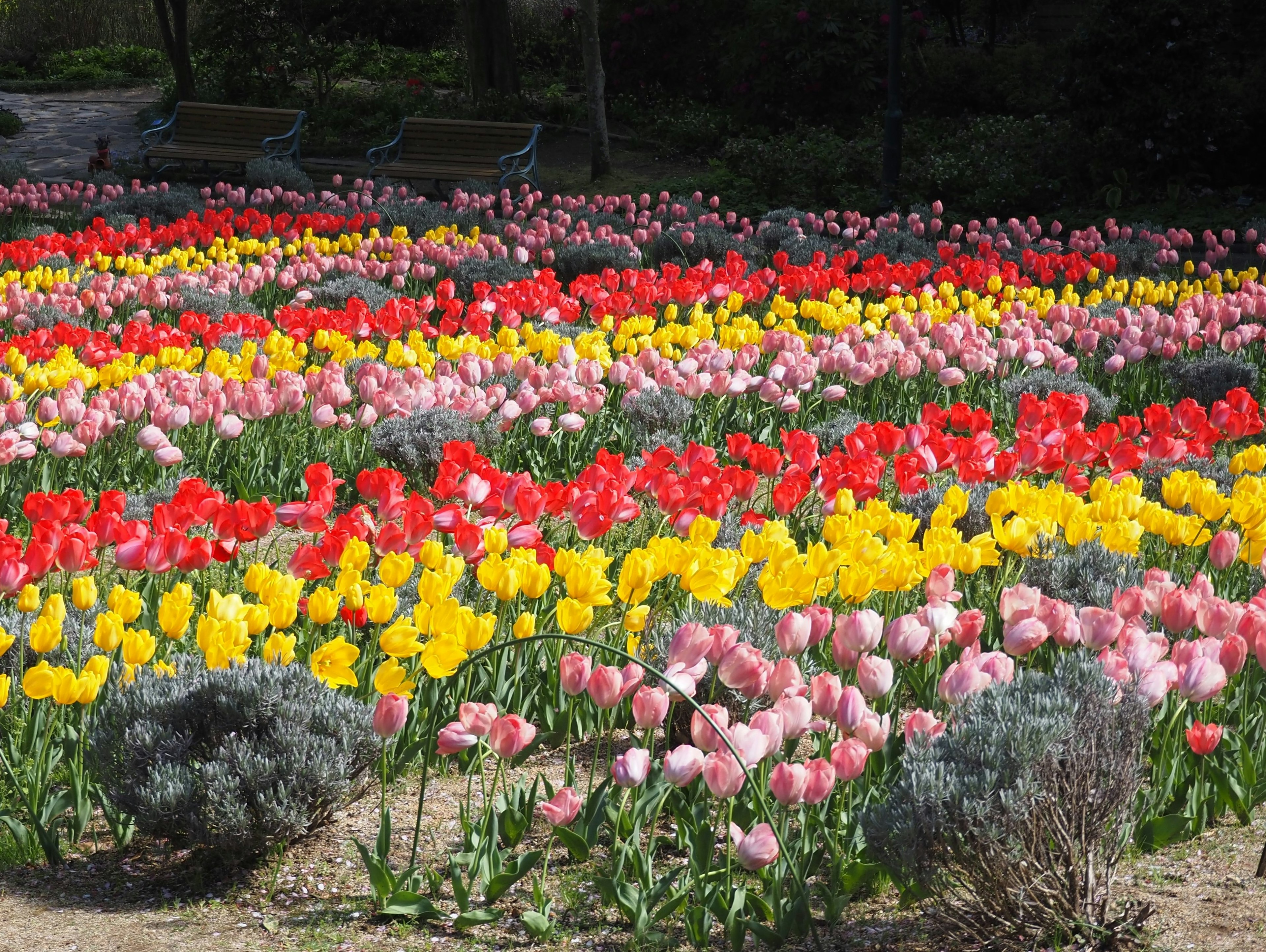 สวนทิวลิปหลากสีที่มีแถวของดอกไม้สีแดงสีเหลืองและสีชมพู