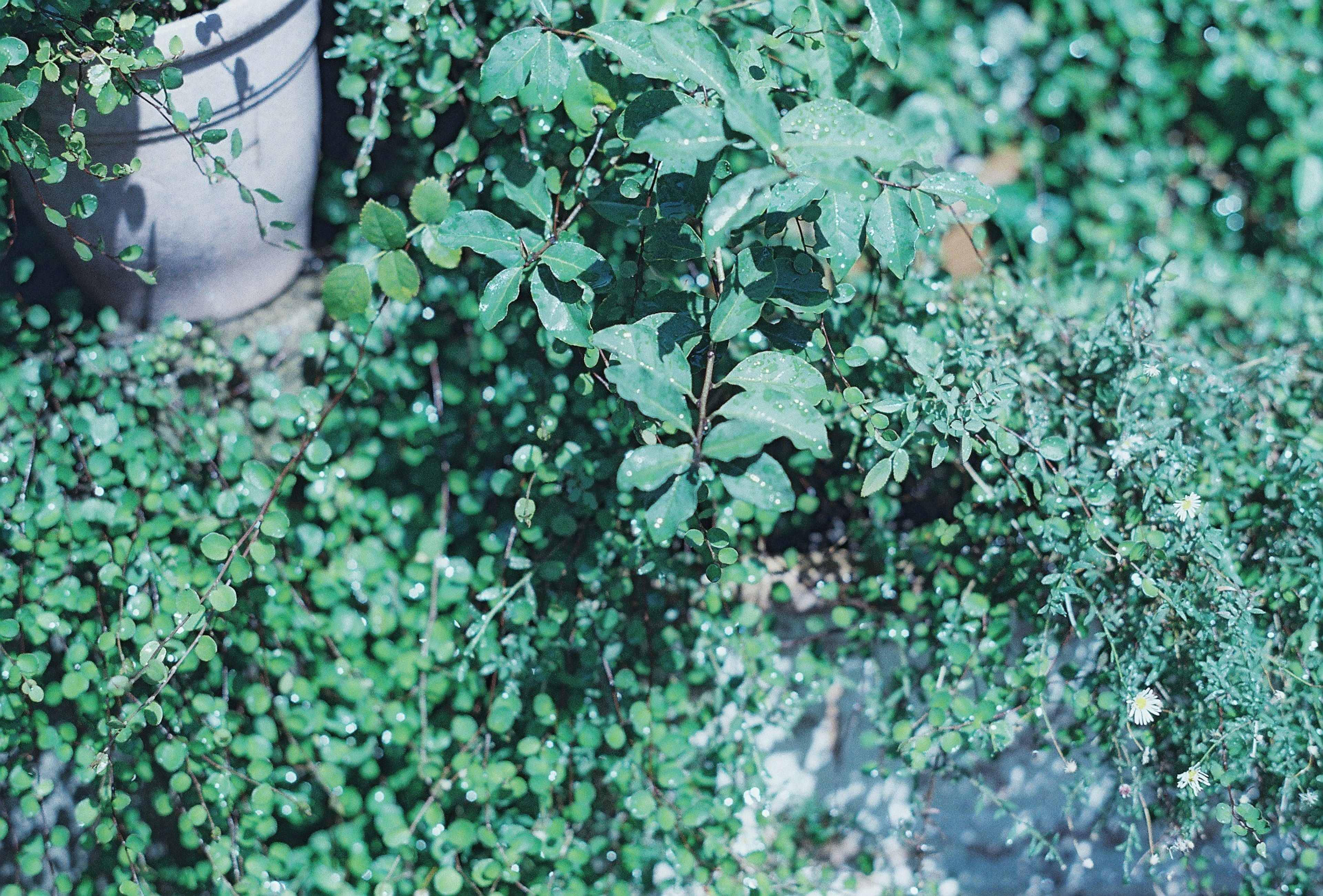 緑の植物と鉢植えが広がる自然な風景