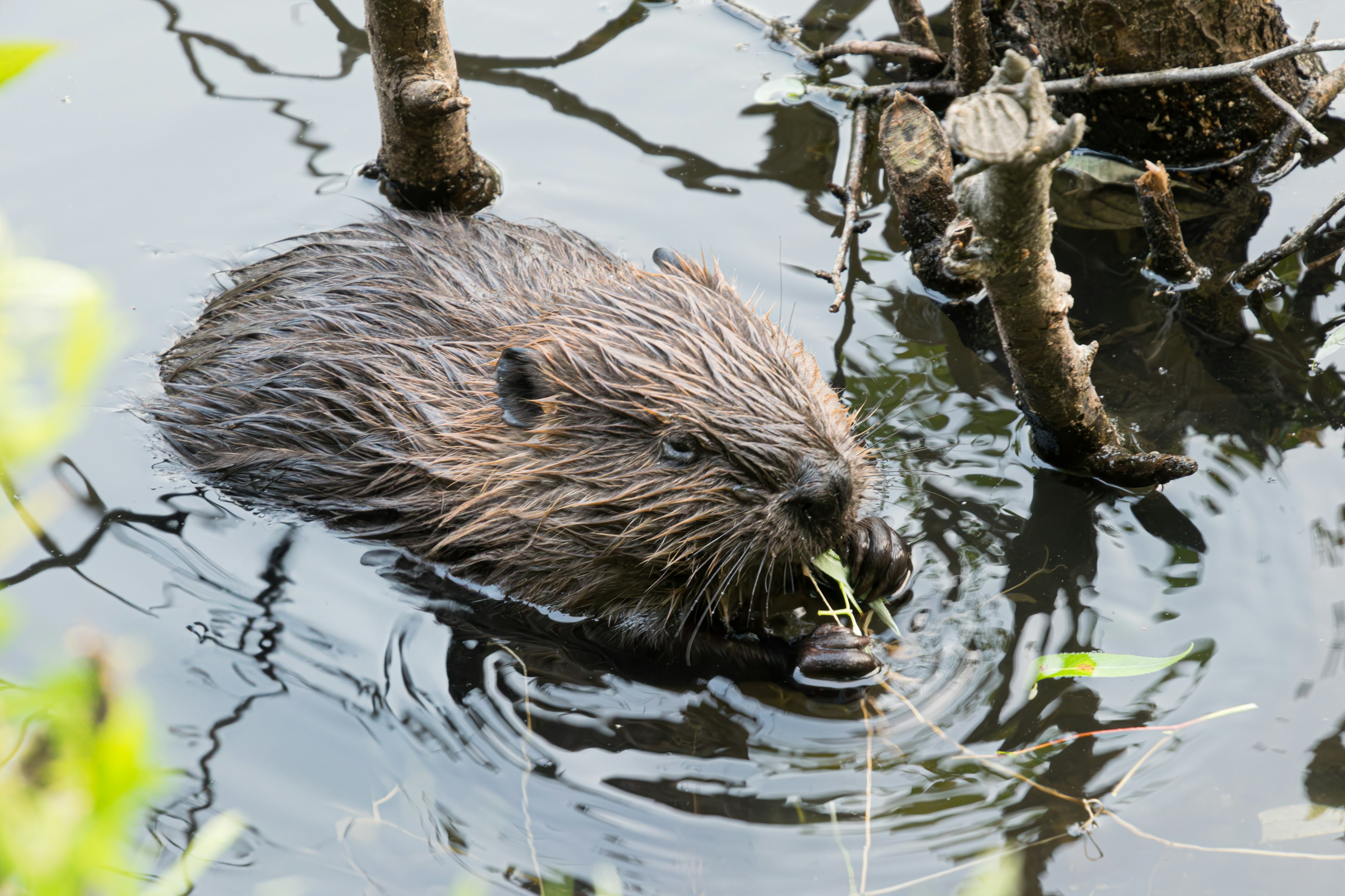 Biber frisst im Wasser zwischen Bäumen