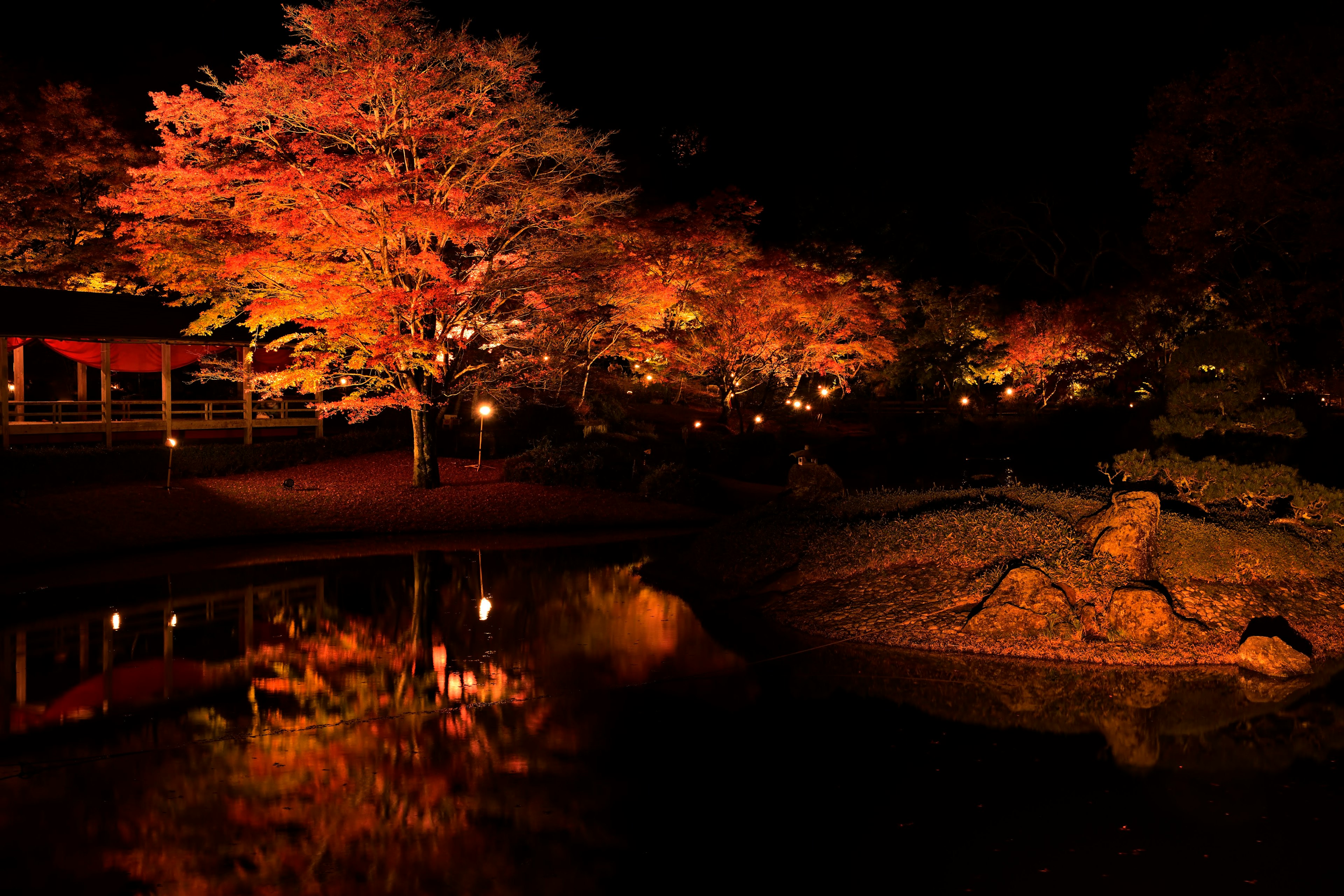 A beautiful scene of a Japanese garden with illuminated autumn leaves and reflections in a pond at night