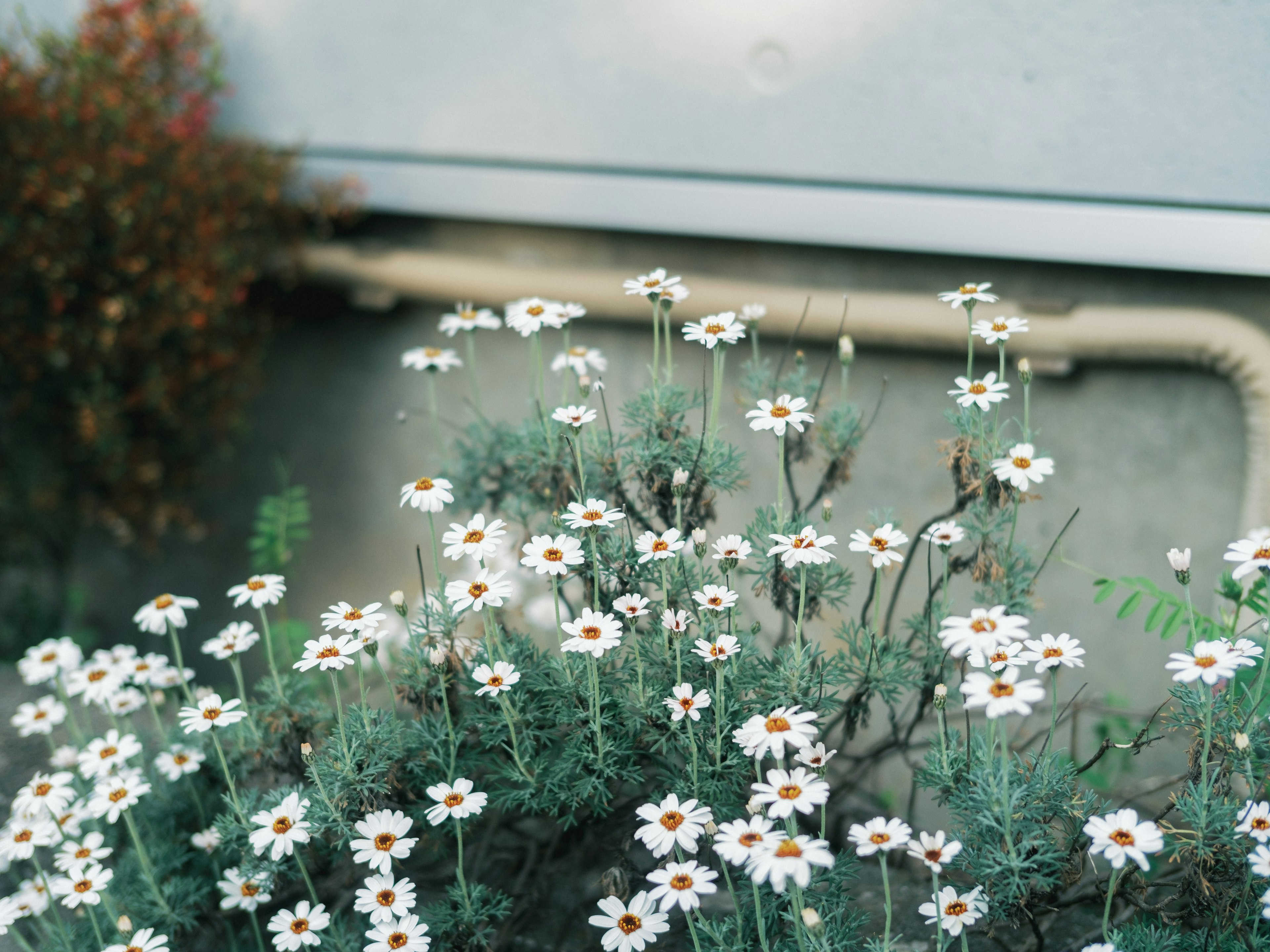 Weiße Blumen blühen mit grünem Laub vor einem Betonhintergrund