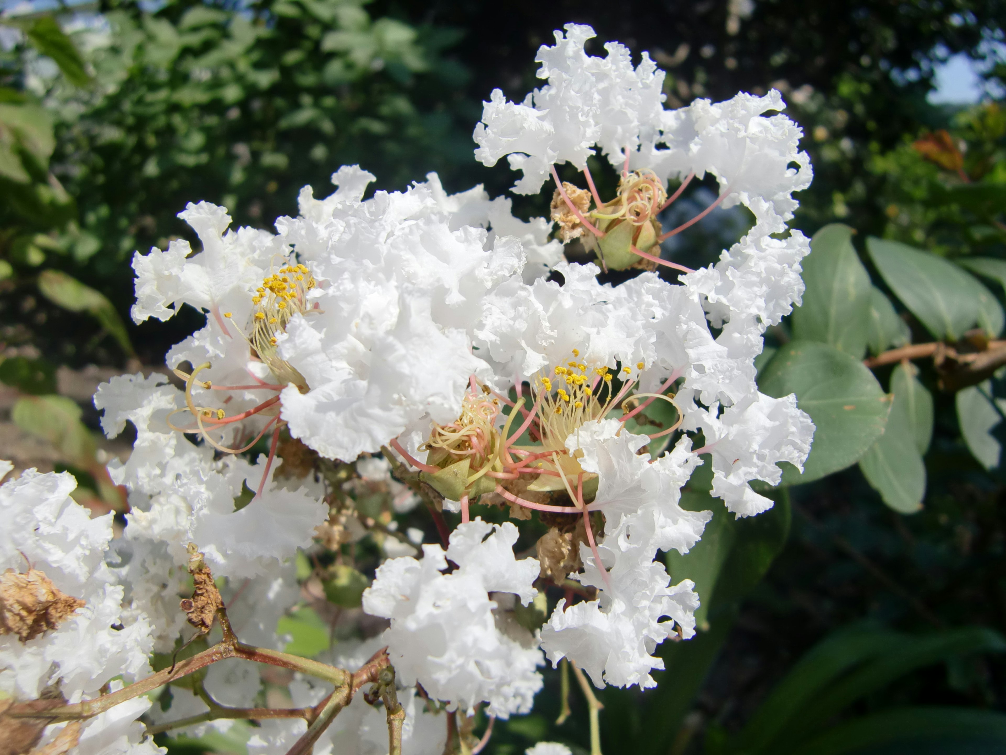 Primo piano di una pianta fiorita bianca con petali delicati