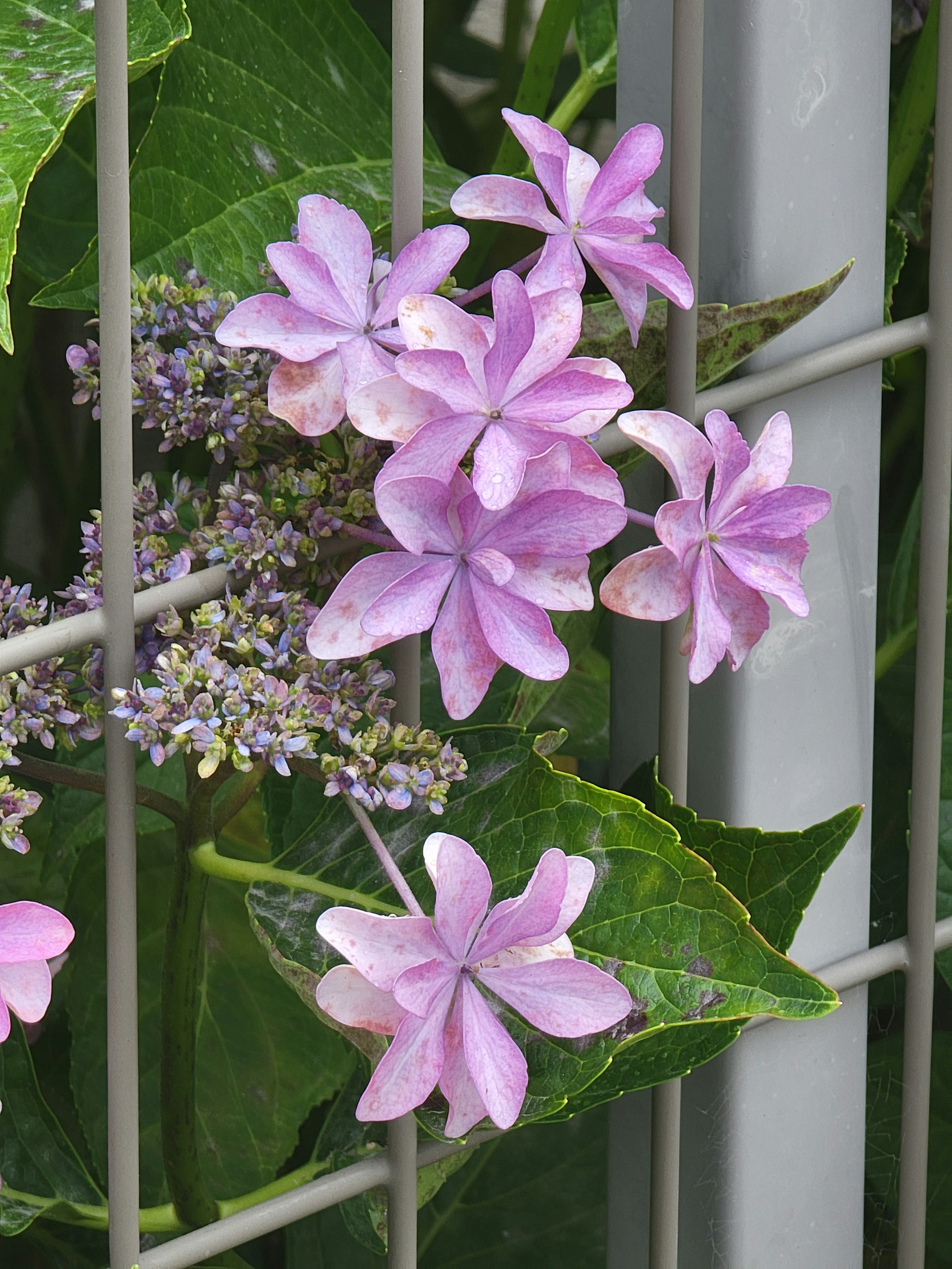 鮮やかなピンクの花がフェンスに絡まる様子