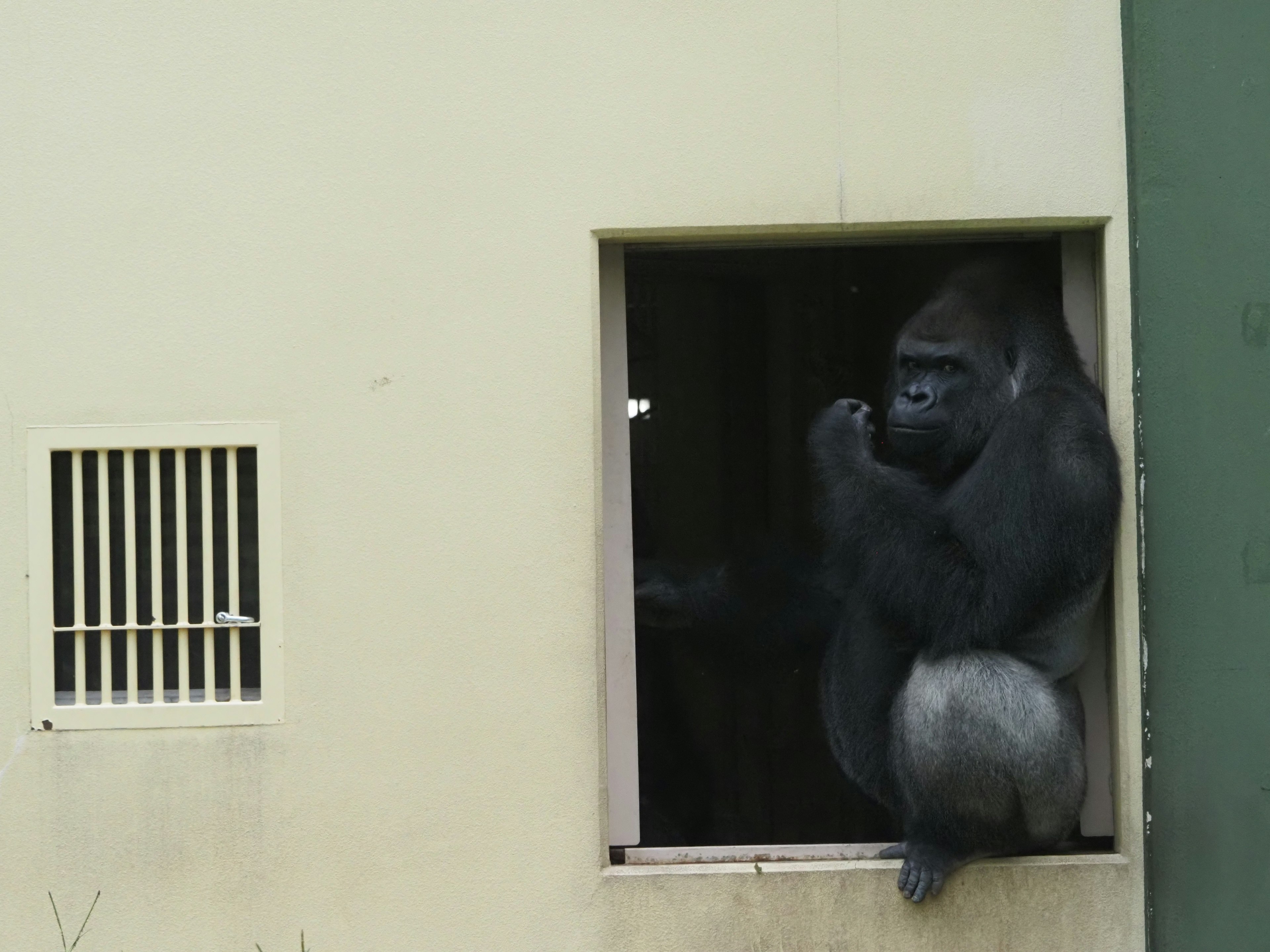 Gorila sentado en una ventana con características distintivas