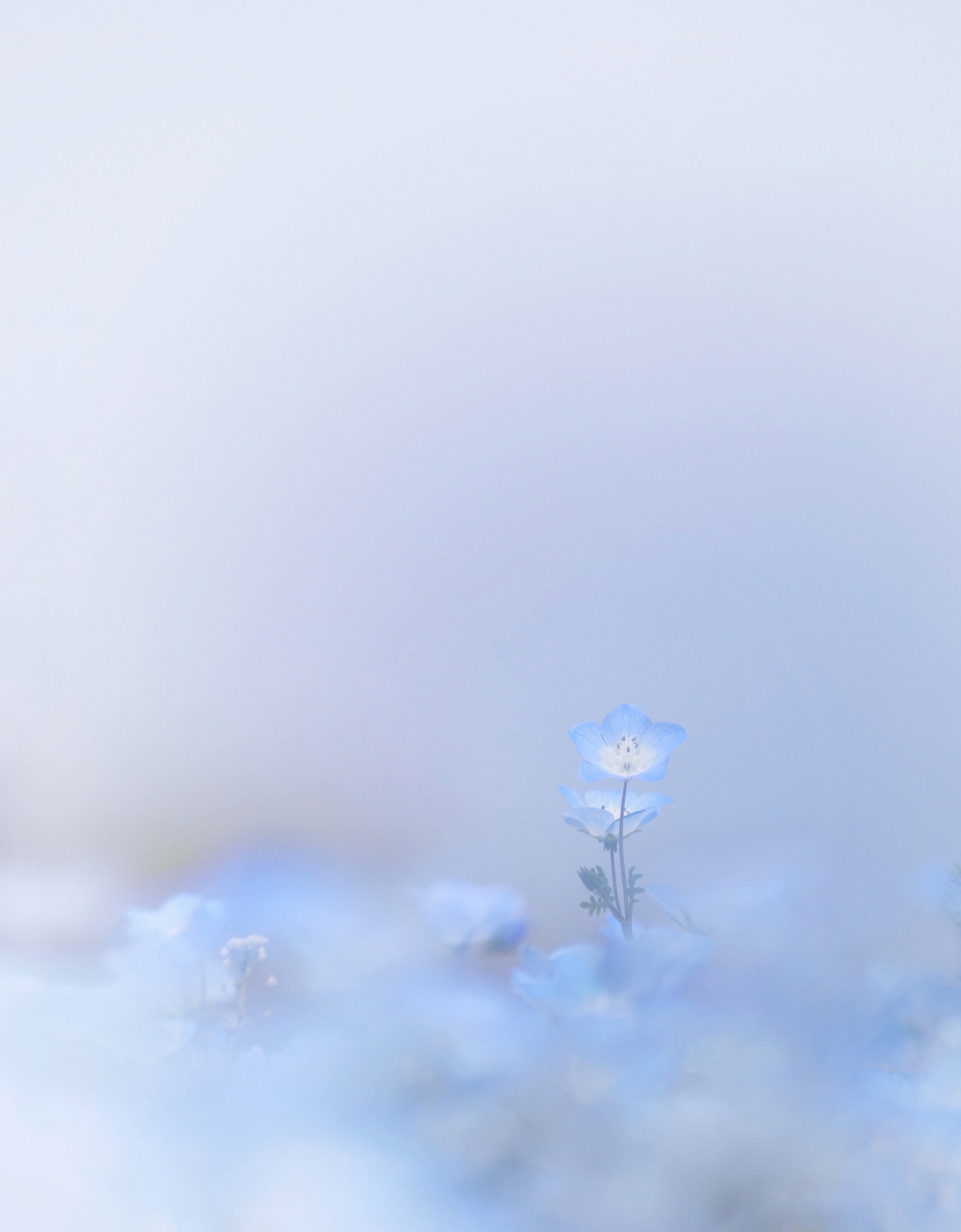 一朵精致的蓝花从雾蒙蒙的背景中浮现
